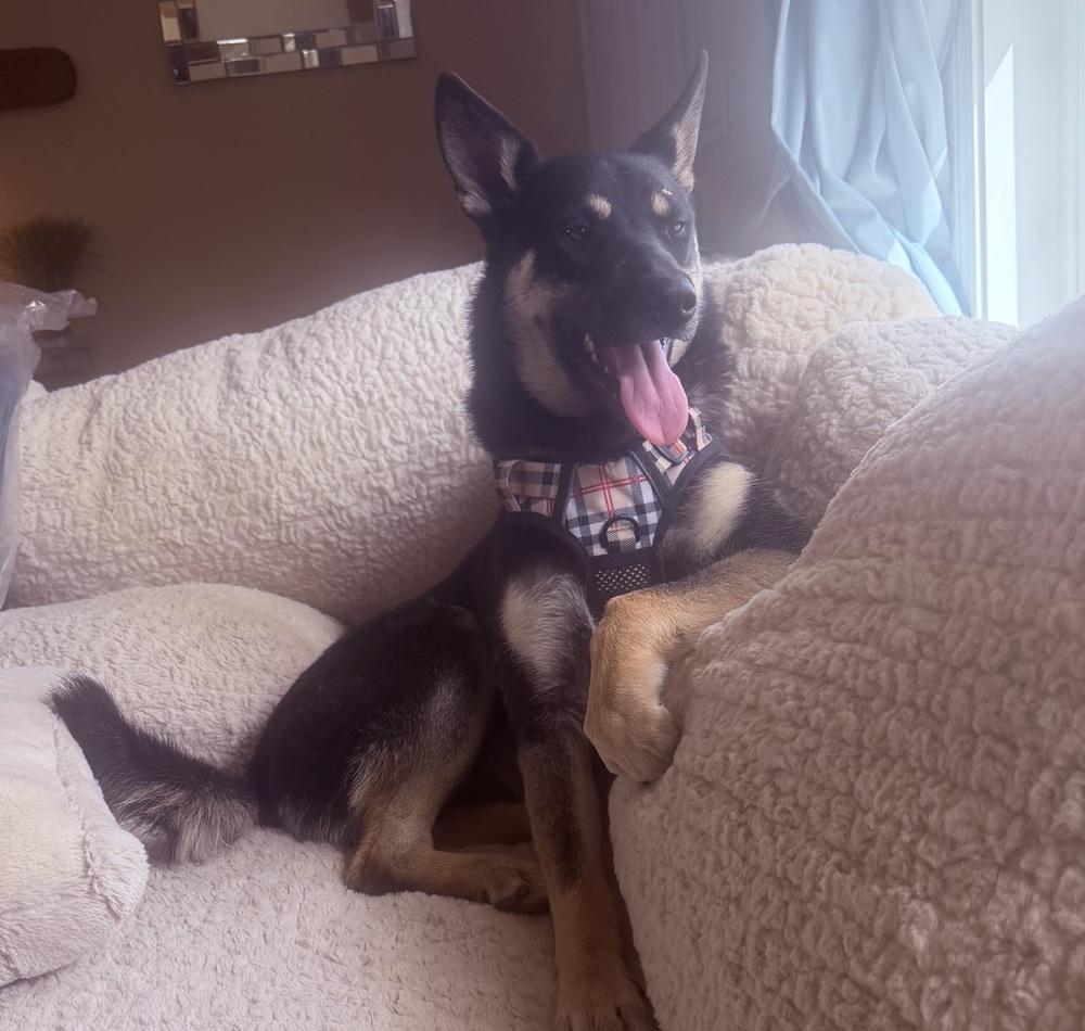 Enlarge Nevada, a Adoptable German Shepherd Dog in Pleasant Hill, CA image 3/5