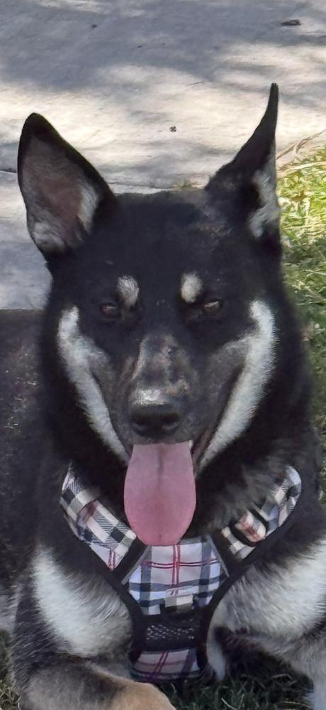Enlarge Nevada, a Adoptable German Shepherd Dog in Pleasant Hill, CA image 4/5