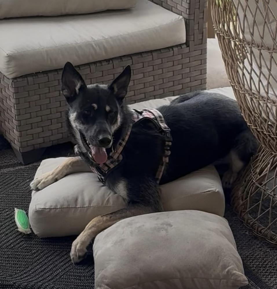 Enlarge Nevada, a Adoptable German Shepherd Dog in Pleasant Hill, CA image 6/6