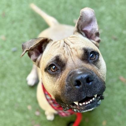 Luffy, a Adoptable Mixed Breed in Largo, FL image 1/3