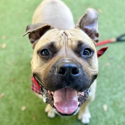 Luffy, a Adoptable Mixed Breed in Largo, FL image 2/3