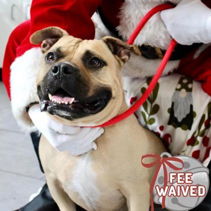 Luffy, a Adoptable Mixed Breed in Largo, FL image 3/3