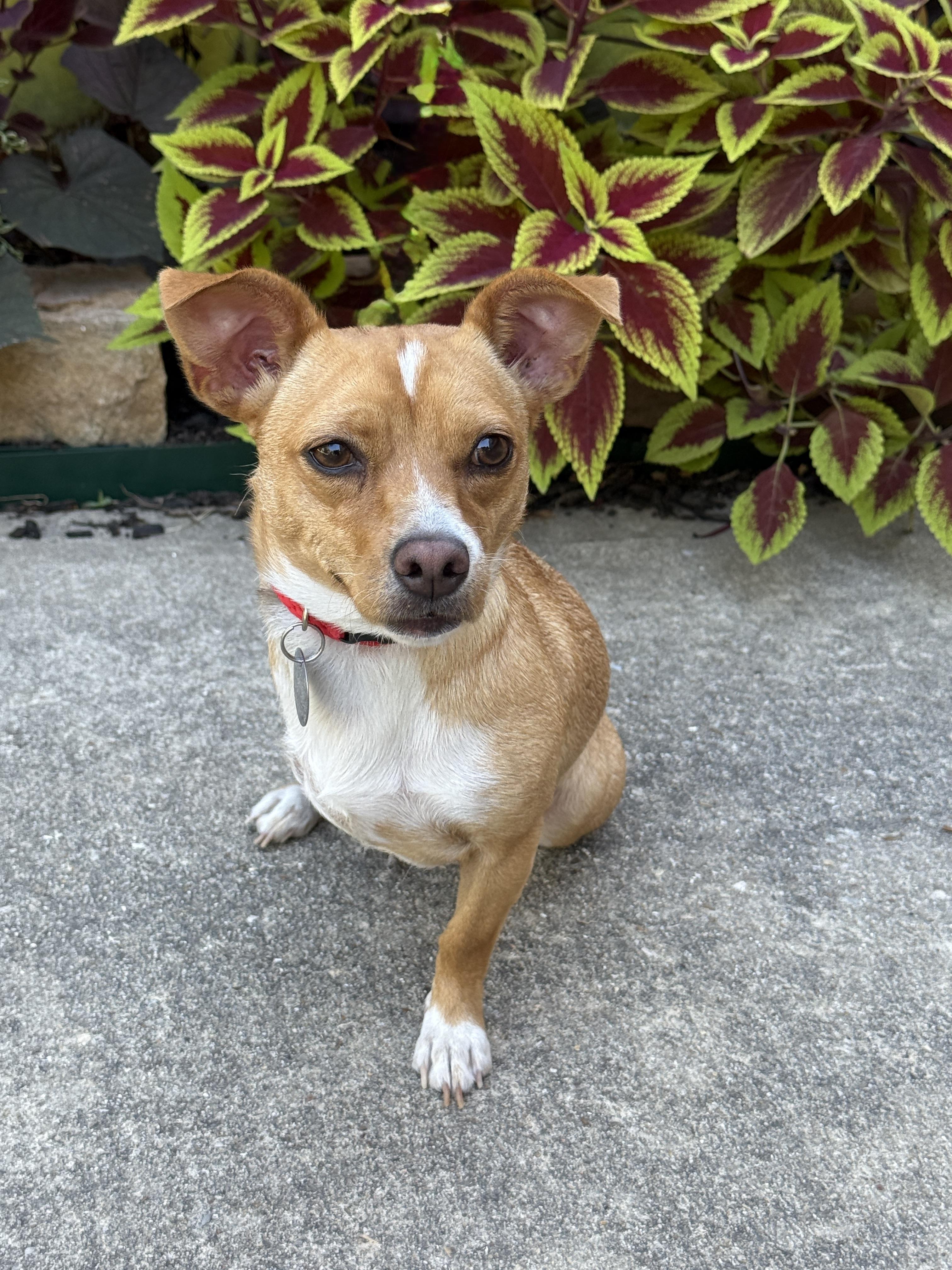 Enlarge Petra, a Adoptable mixed breed in Houston, TX image 2/6