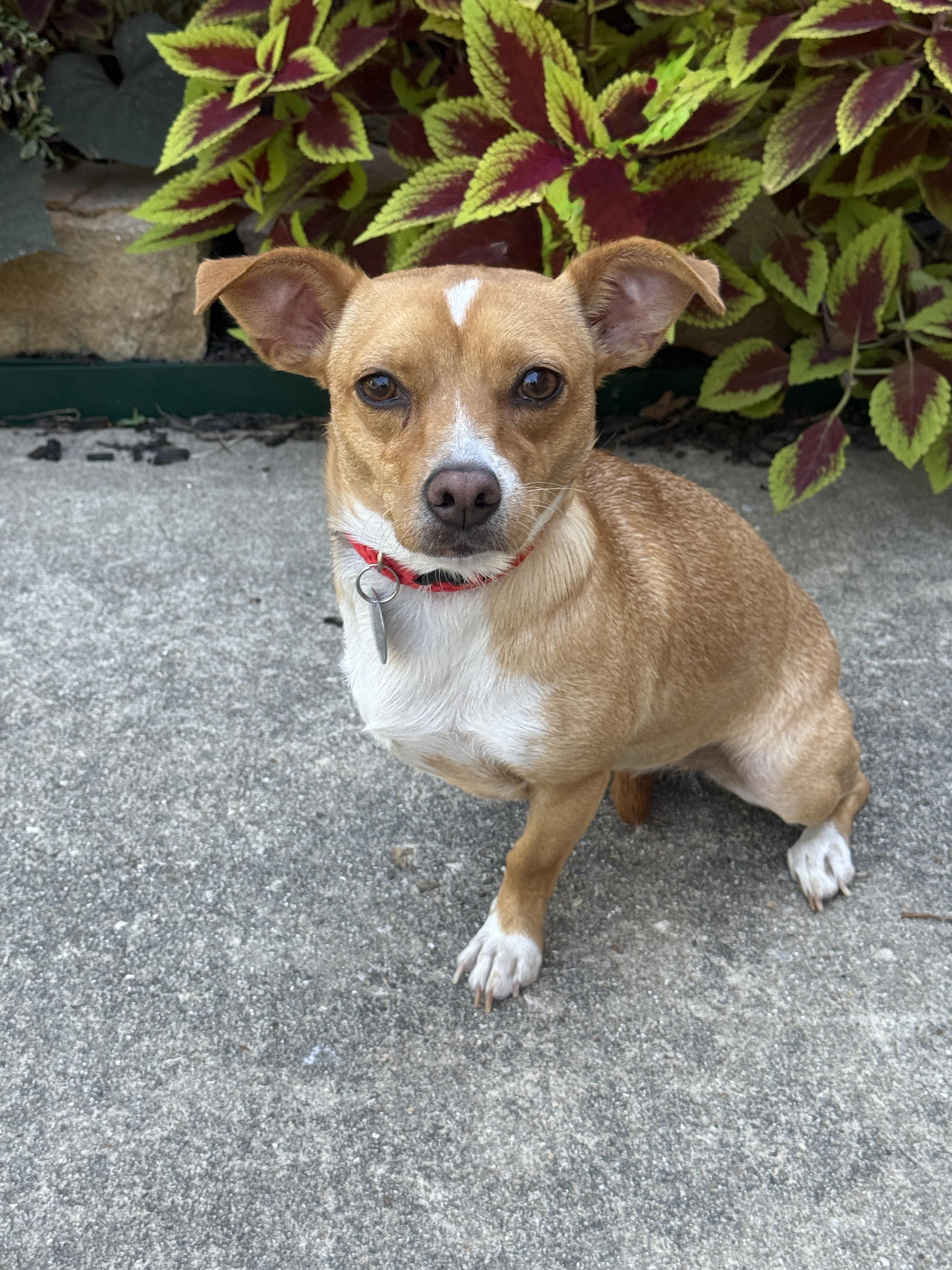 Enlarge Petra, a Adoptable mixed breed in Houston, TX image 3/6