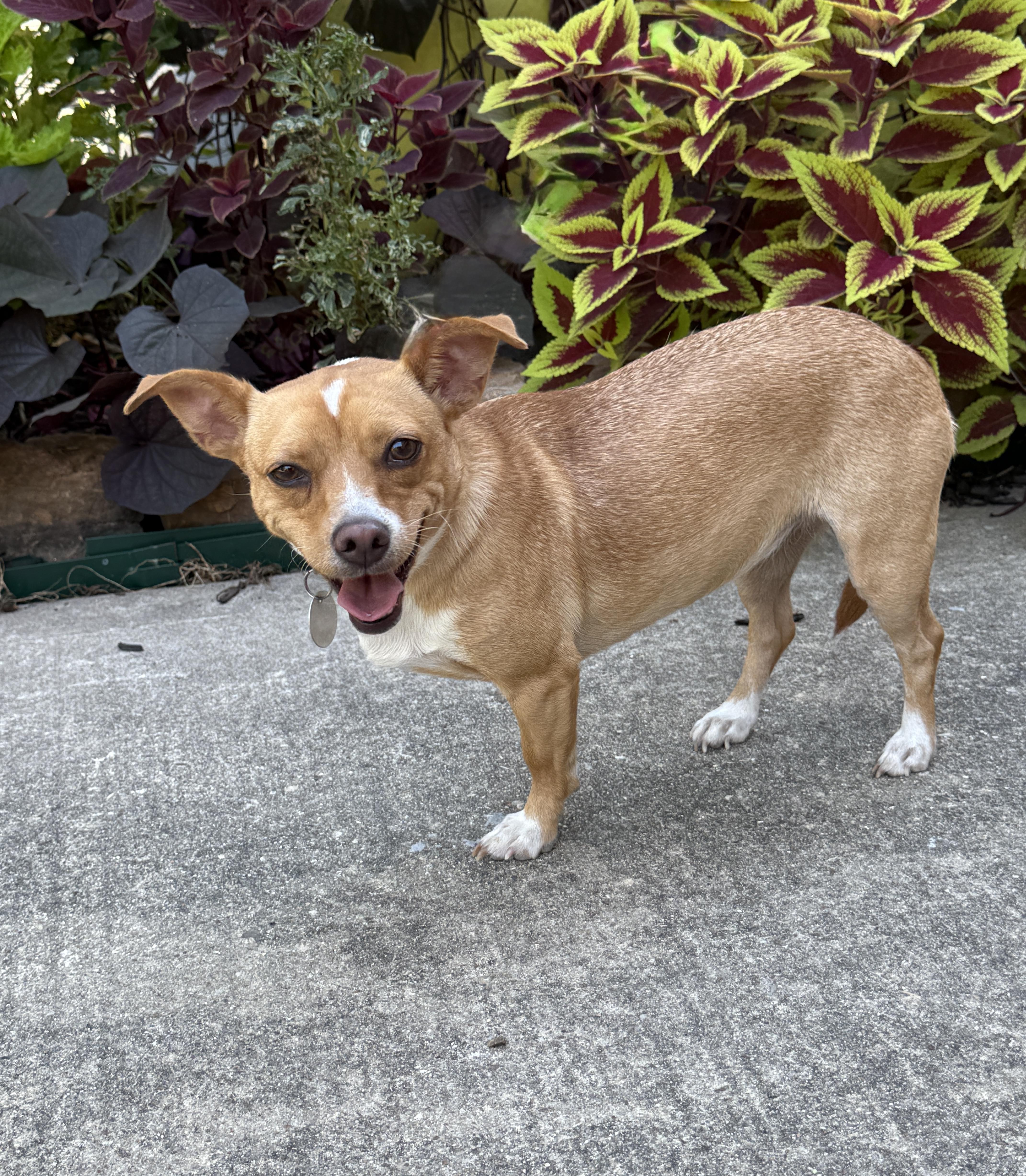 Enlarge Petra, a Adoptable mixed breed in Houston, TX image 1/6