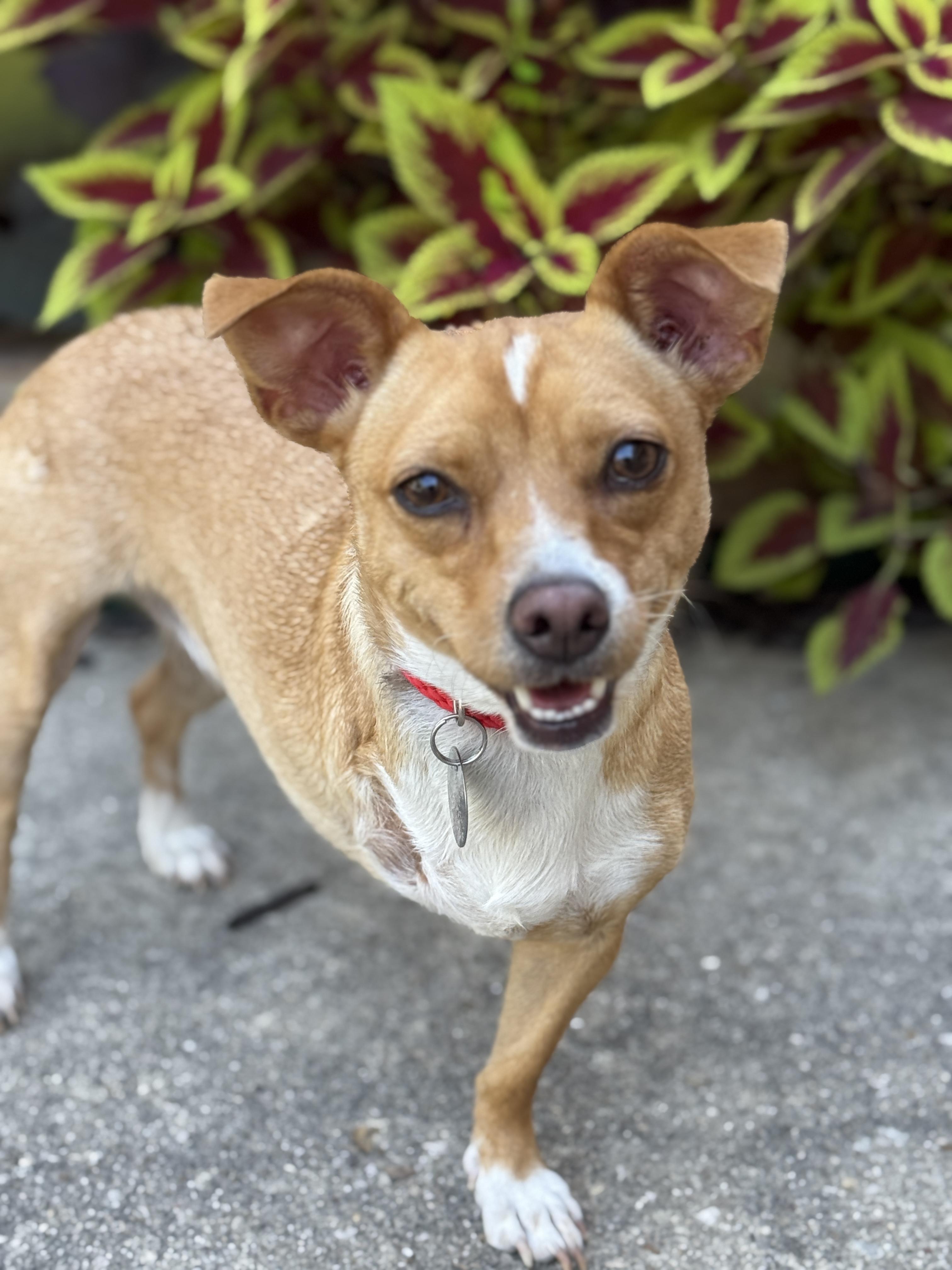 Enlarge Petra, a Adoptable mixed breed in Houston, TX image 5/6