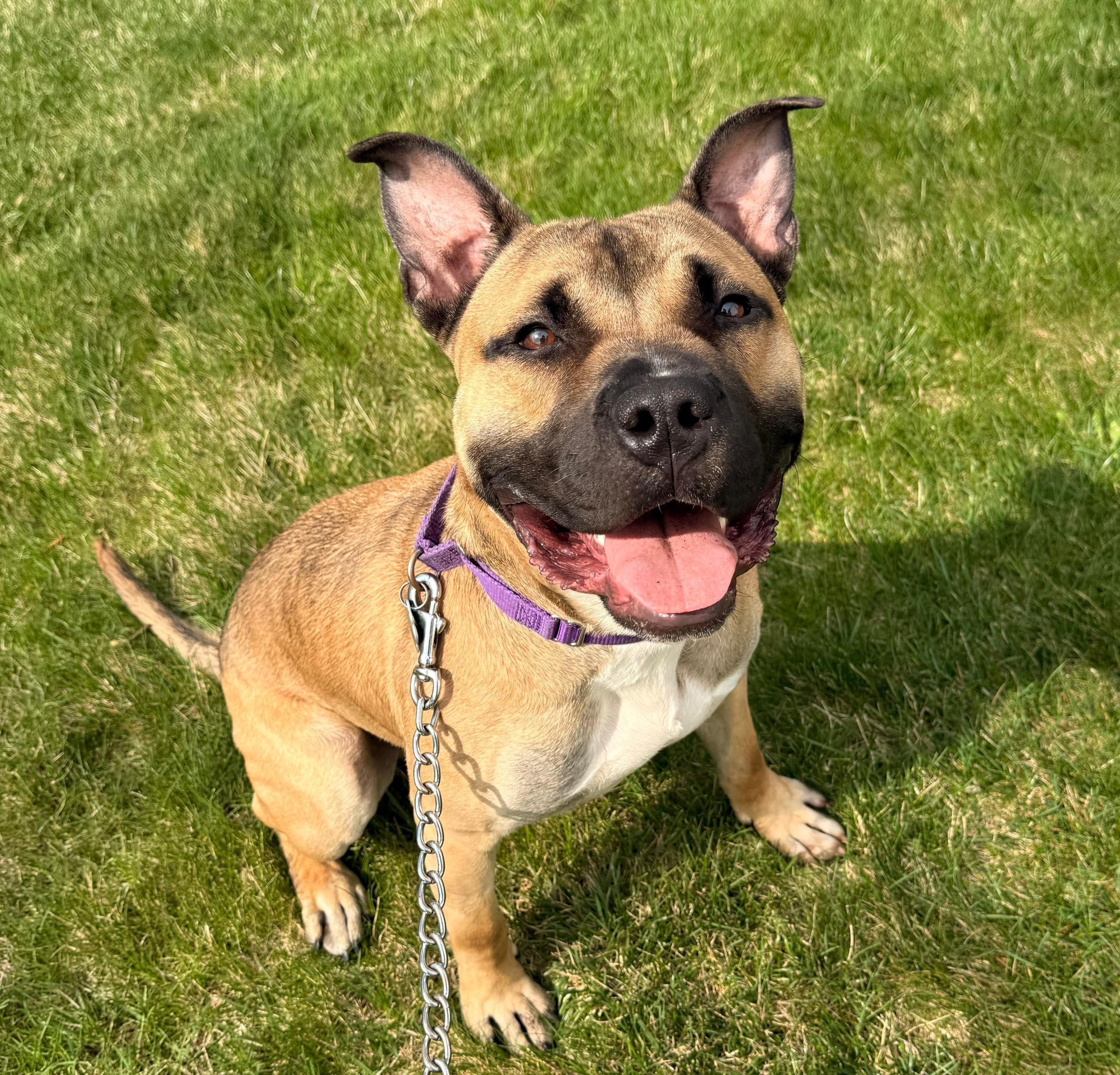 Ricardo, Adoptable, Young Male Pit Bull Terrier.