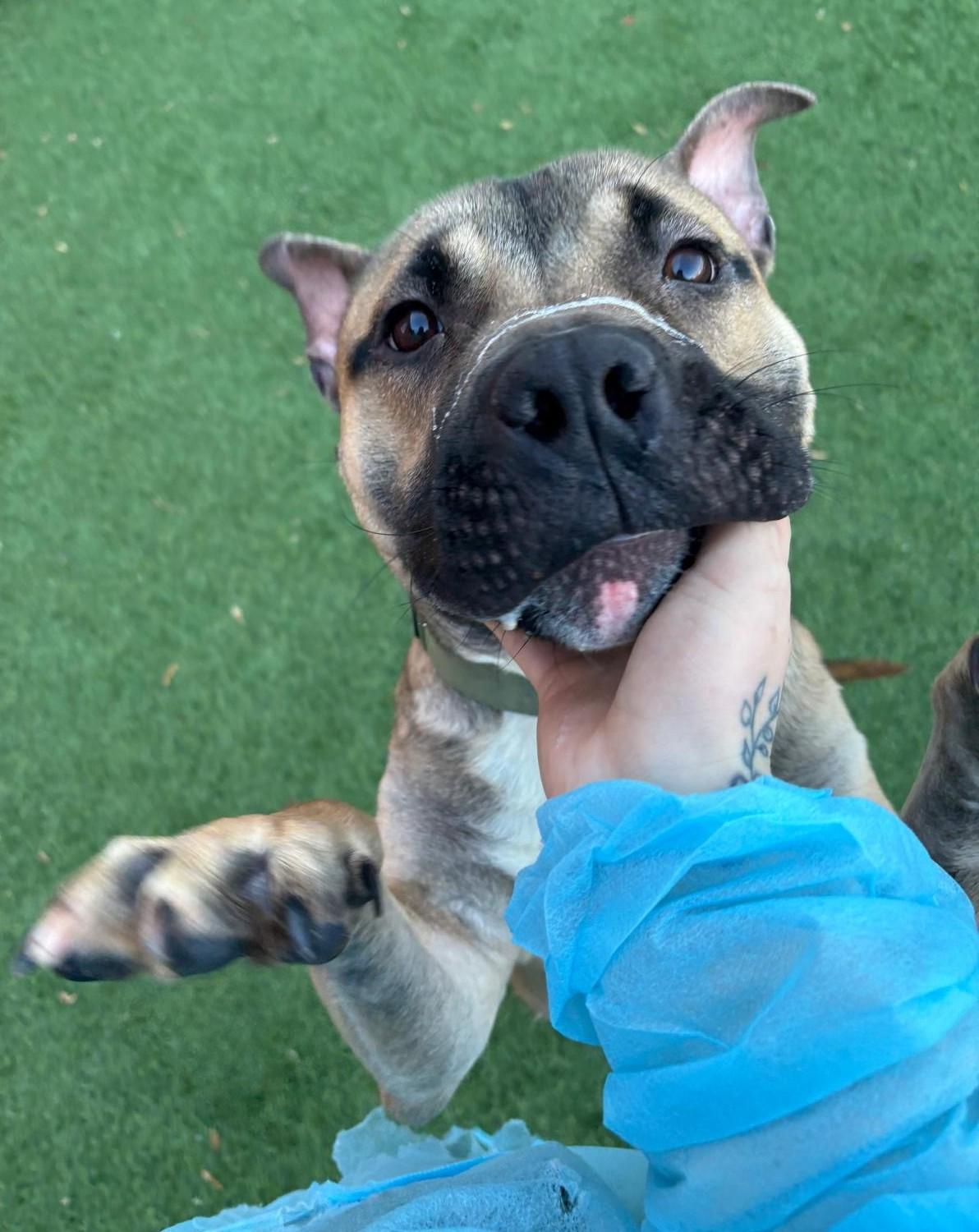 Enlarge Ricardo, a Adoptable mixed breed in Norwalk, CT image 2/6