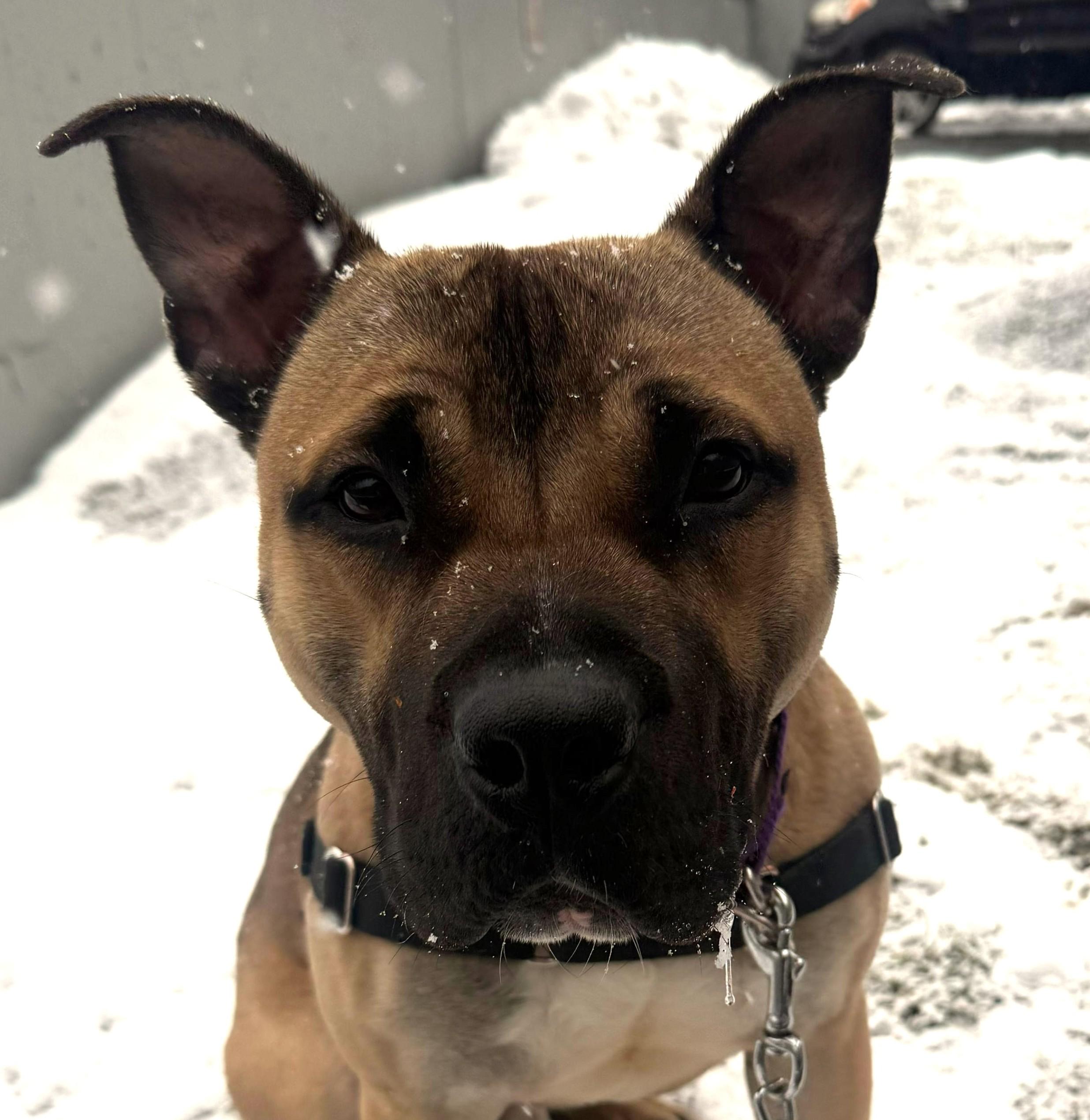 Enlarge Ricardo, a Adoptable mixed breed in Norwalk, CT image 1/6