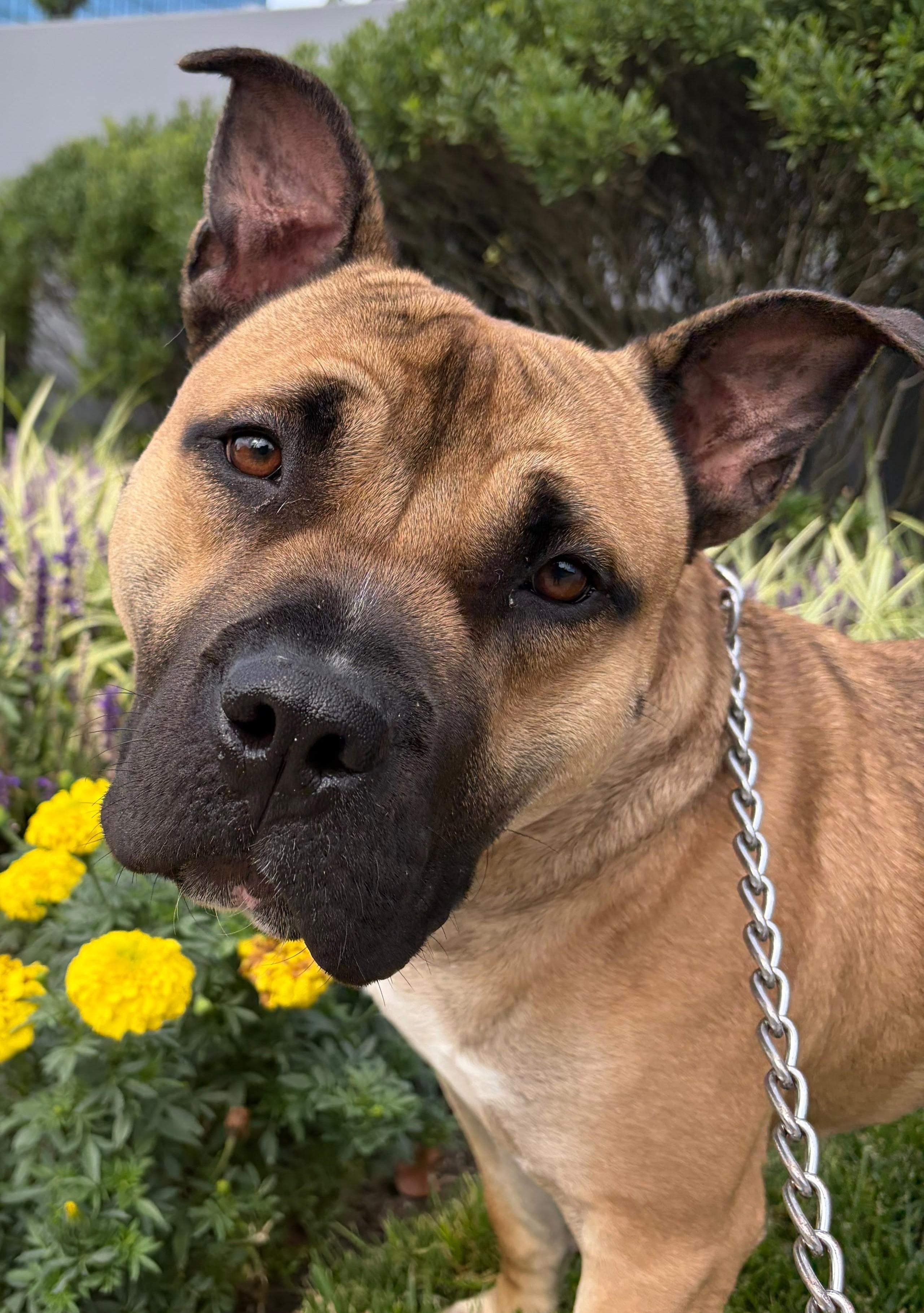 Ricardo, Adoptable, Young Male Pit Bull Terrier.