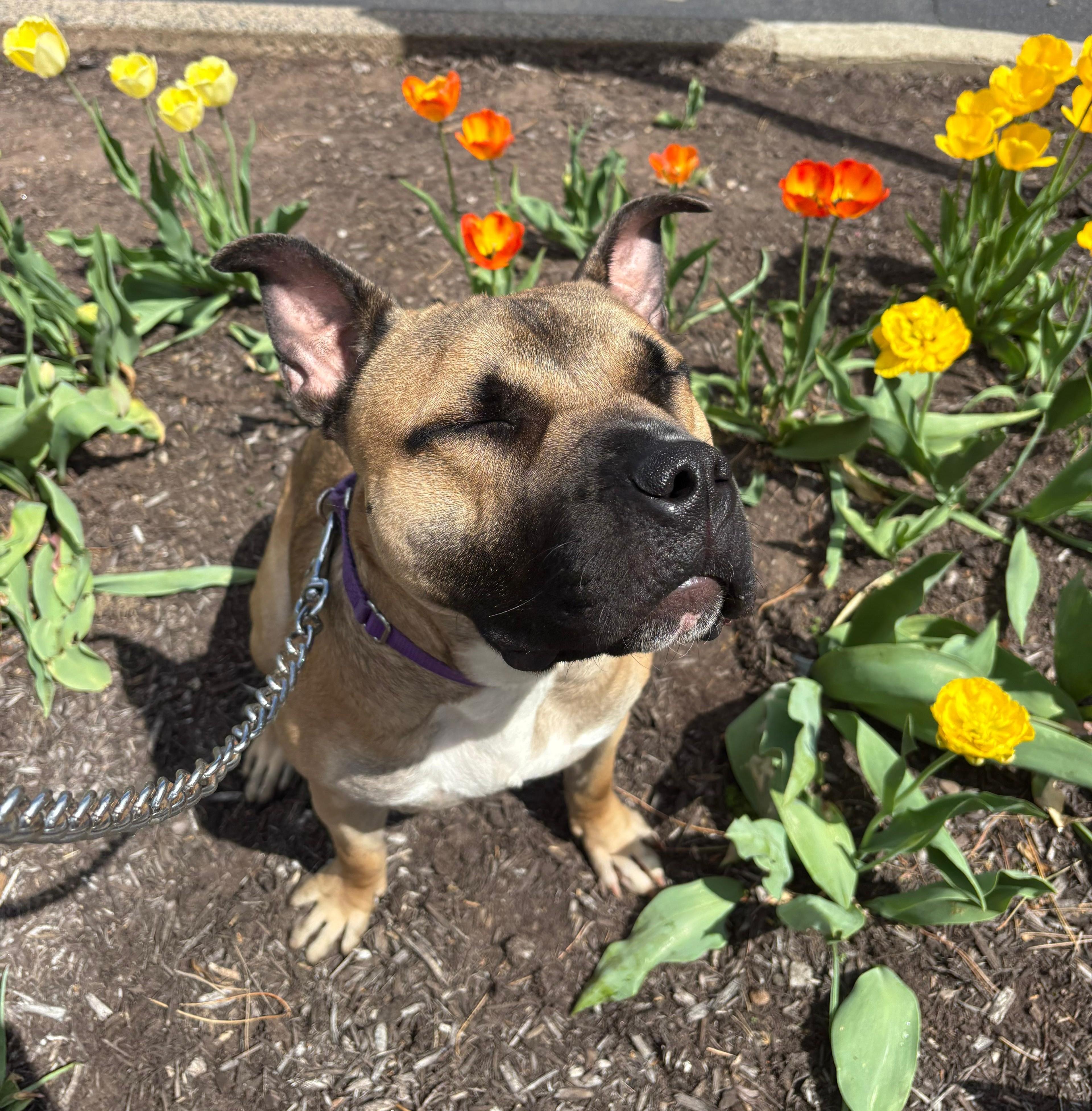 Enlarge Ricardo, a Adoptable mixed breed in Norwalk, CT image 1/6