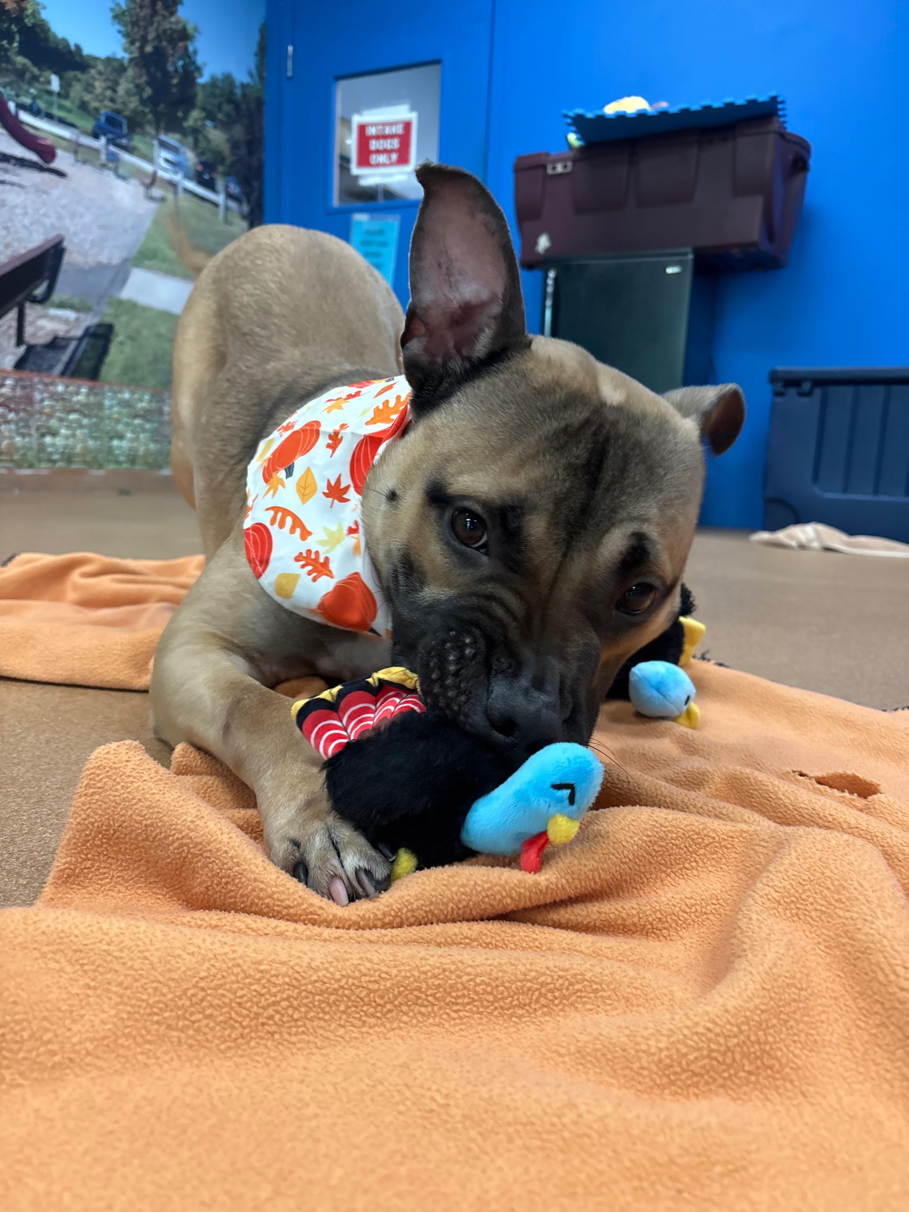 Enlarge Ricardo, a Adoptable mixed breed in Norwalk, CT image 5/6