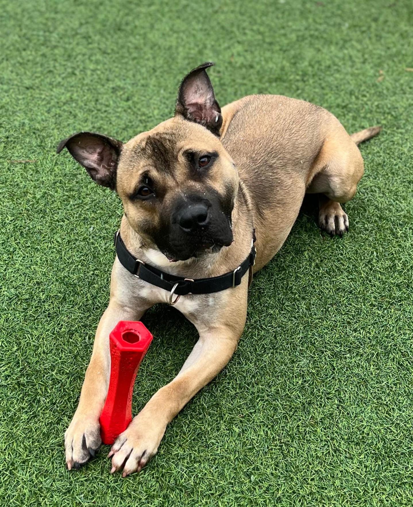 Enlarge Ricardo, a Adoptable mixed breed in Norwalk, CT image 2/6