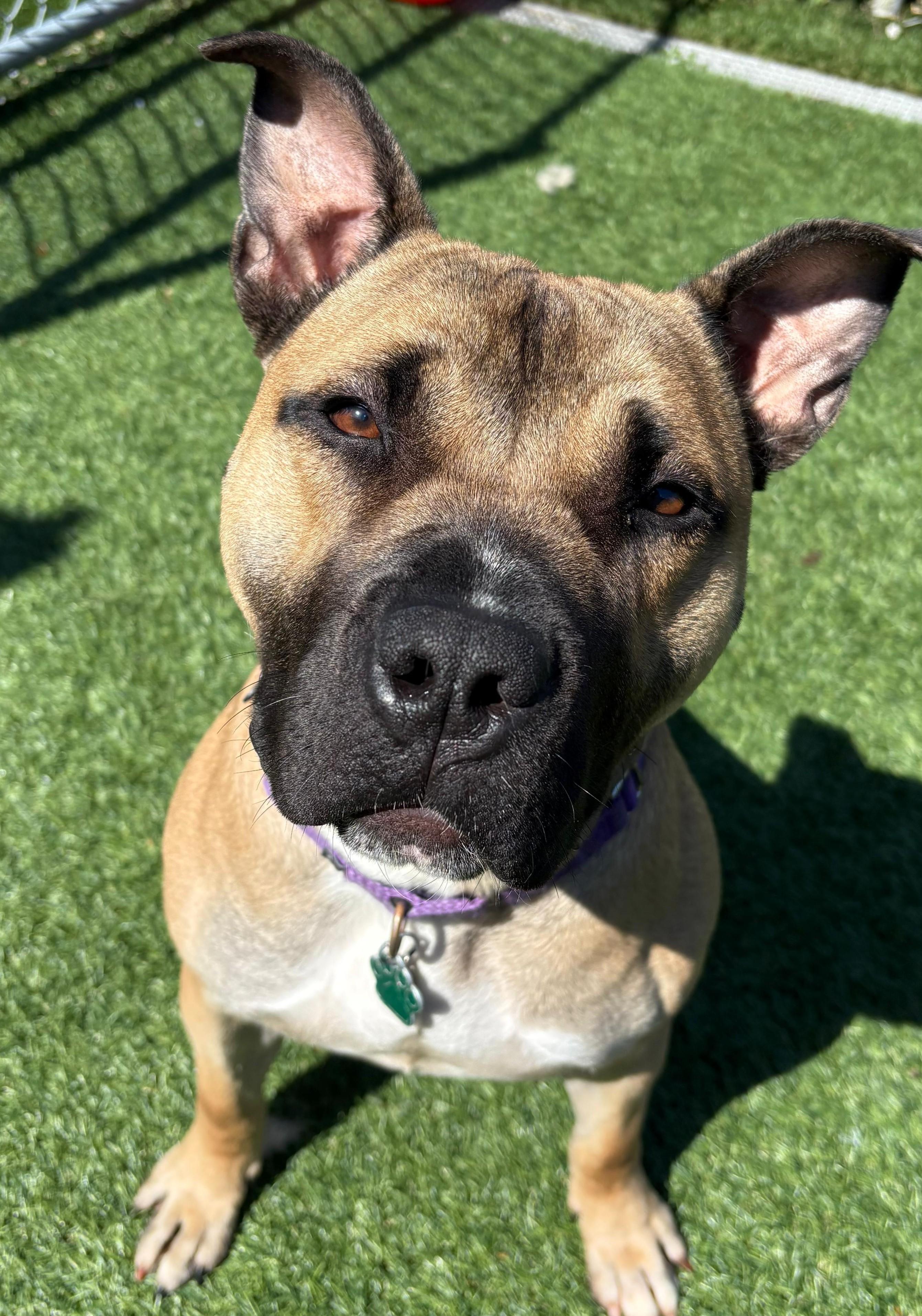 Enlarge Ricardo, a Adoptable mixed breed in Norwalk, CT image 1/6
