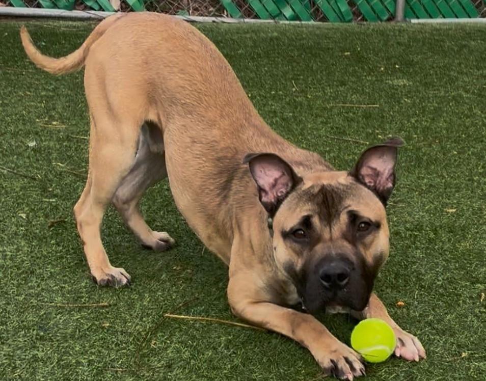 Enlarge Ricardo, a Adoptable mixed breed in Norwalk, CT image 4/6