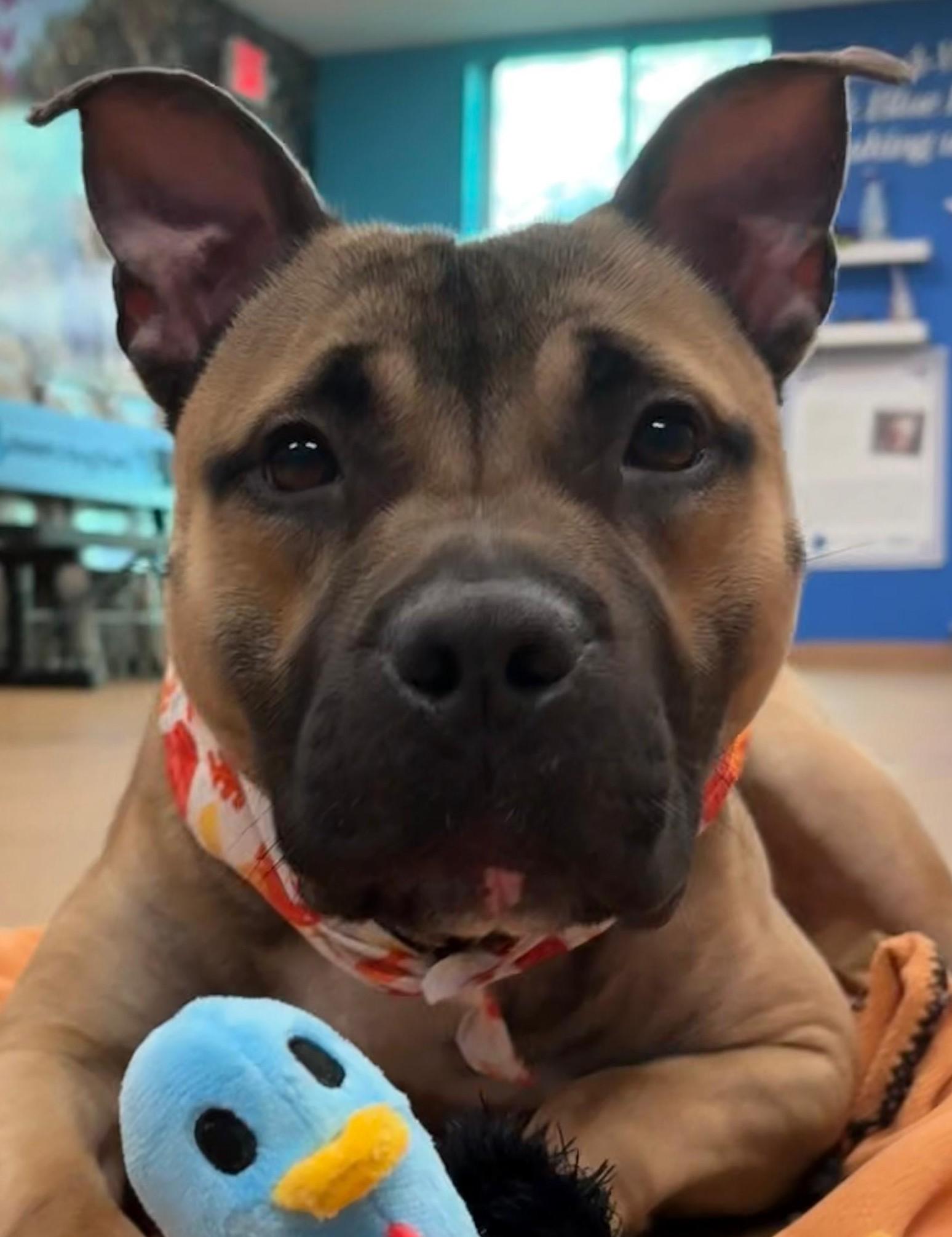 Ricardo, Adoptable, Young Male Pit Bull Terrier.