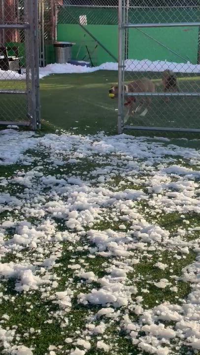 Enlarge Ricardo, a Adoptable mixed breed in Norwalk, CT video 3/6