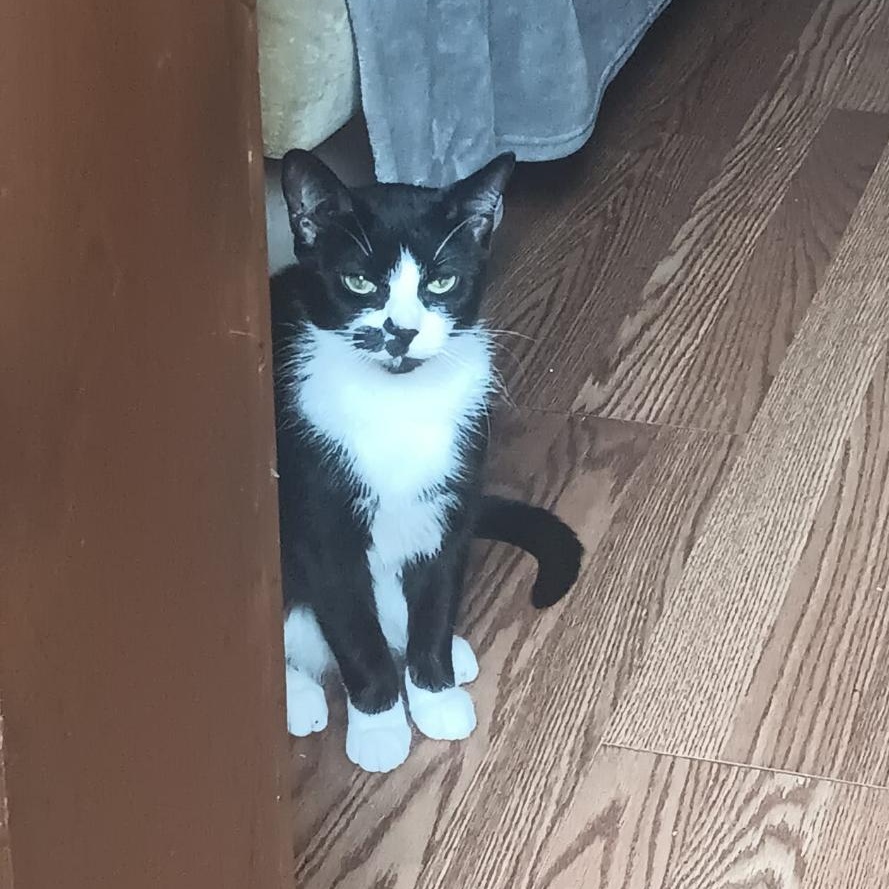 Enlarge Angel, a ADOPTABLE Domestic Short Hair in Richmond Hill, ON image 2/3