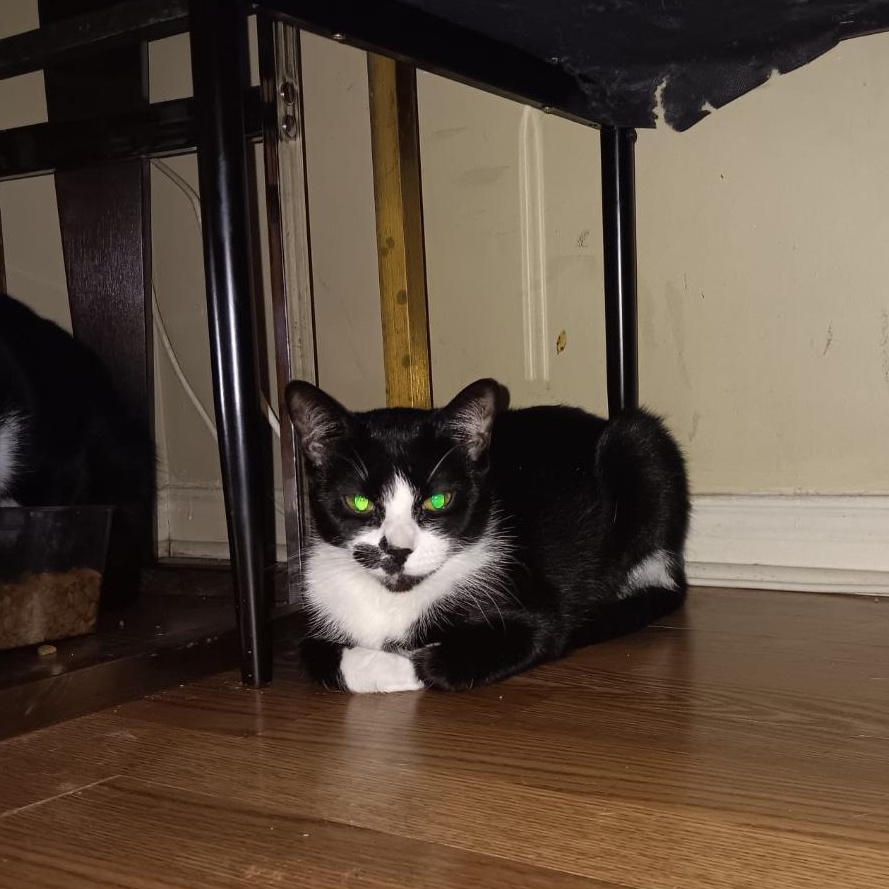 Enlarge Angel, a ADOPTABLE Domestic Short Hair in Richmond Hill, ON image 1/3