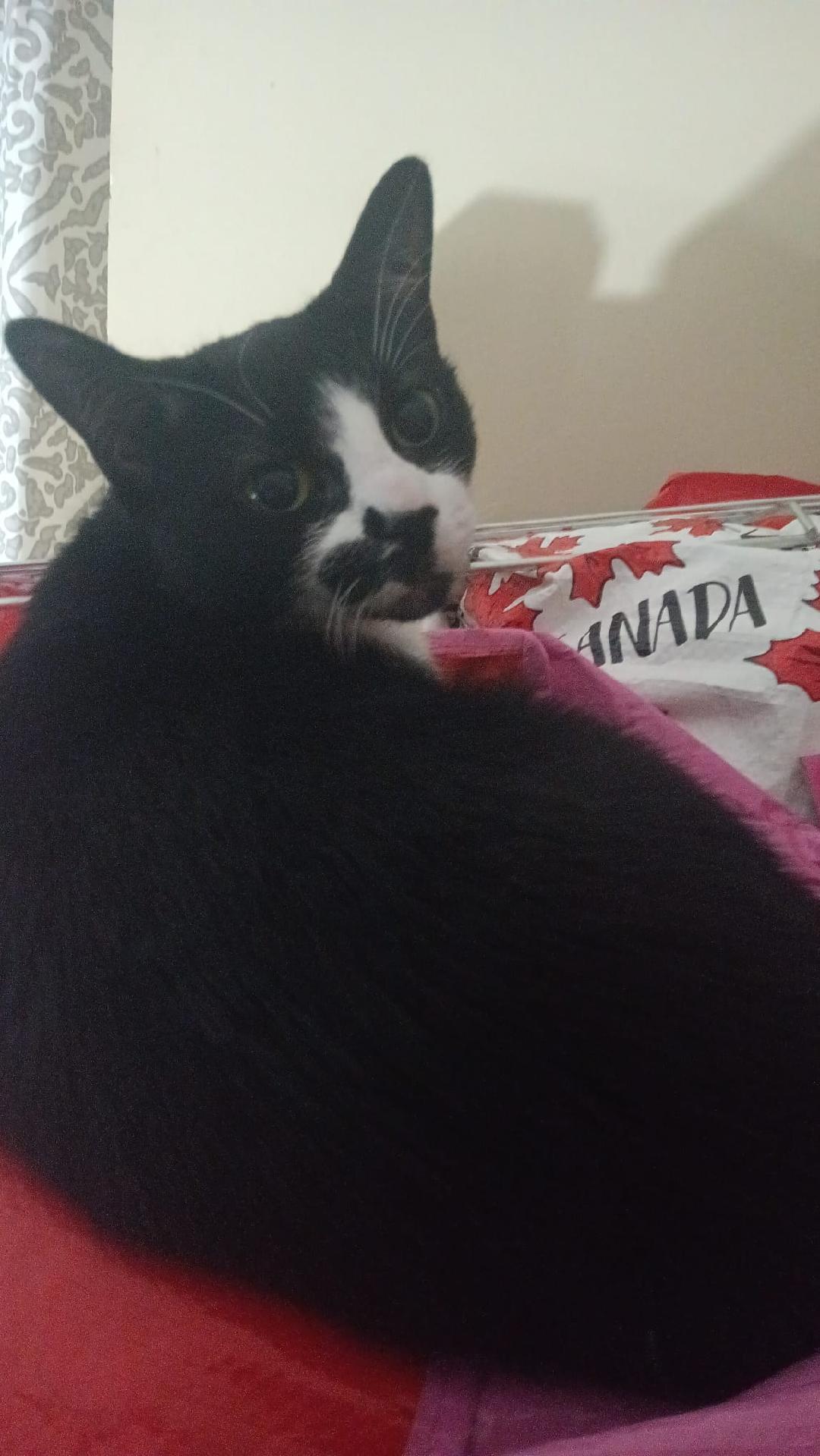 Enlarge Angel, a ADOPTABLE Domestic Short Hair in Richmond Hill, ON image 3/3