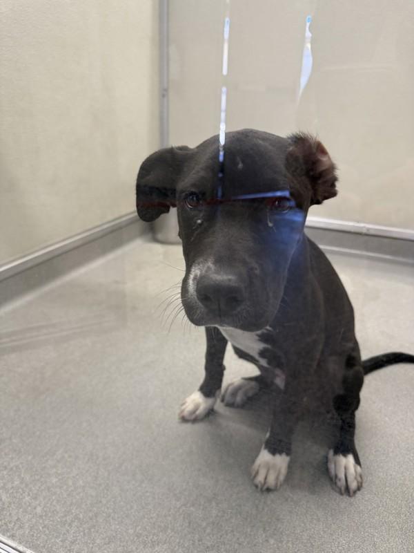 Enlarge Zuzu, a Adoptable mixed breed in Victorville, CA image 1/1