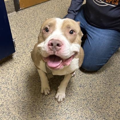 Enlarge Guapo, a Adoptable mixed breed in Merriam, KS image 3/3