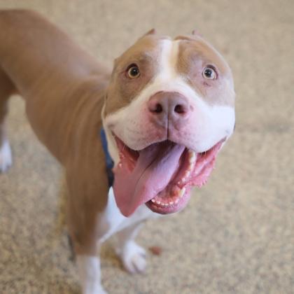 Guapo, a Adoptable mixed breed in Merriam, KS image 2/3