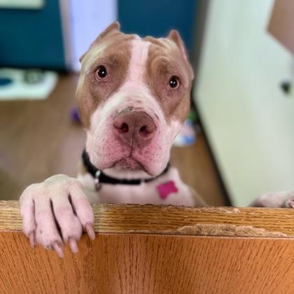 Guapo, a Adoptable mixed breed in Merriam, KS image 3/3