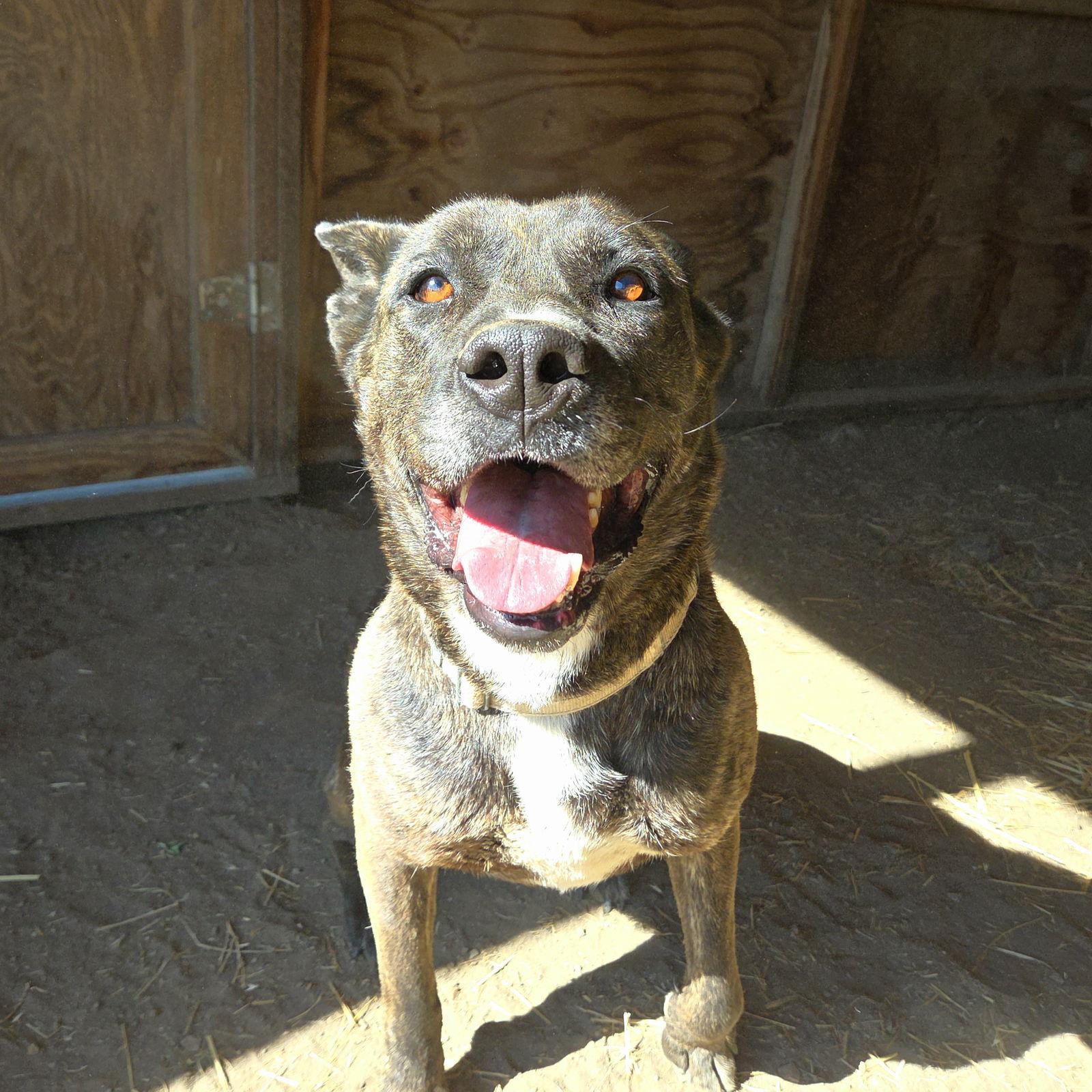 Radar, a Adoptable mixed breed in Yreka, CA image 2/5