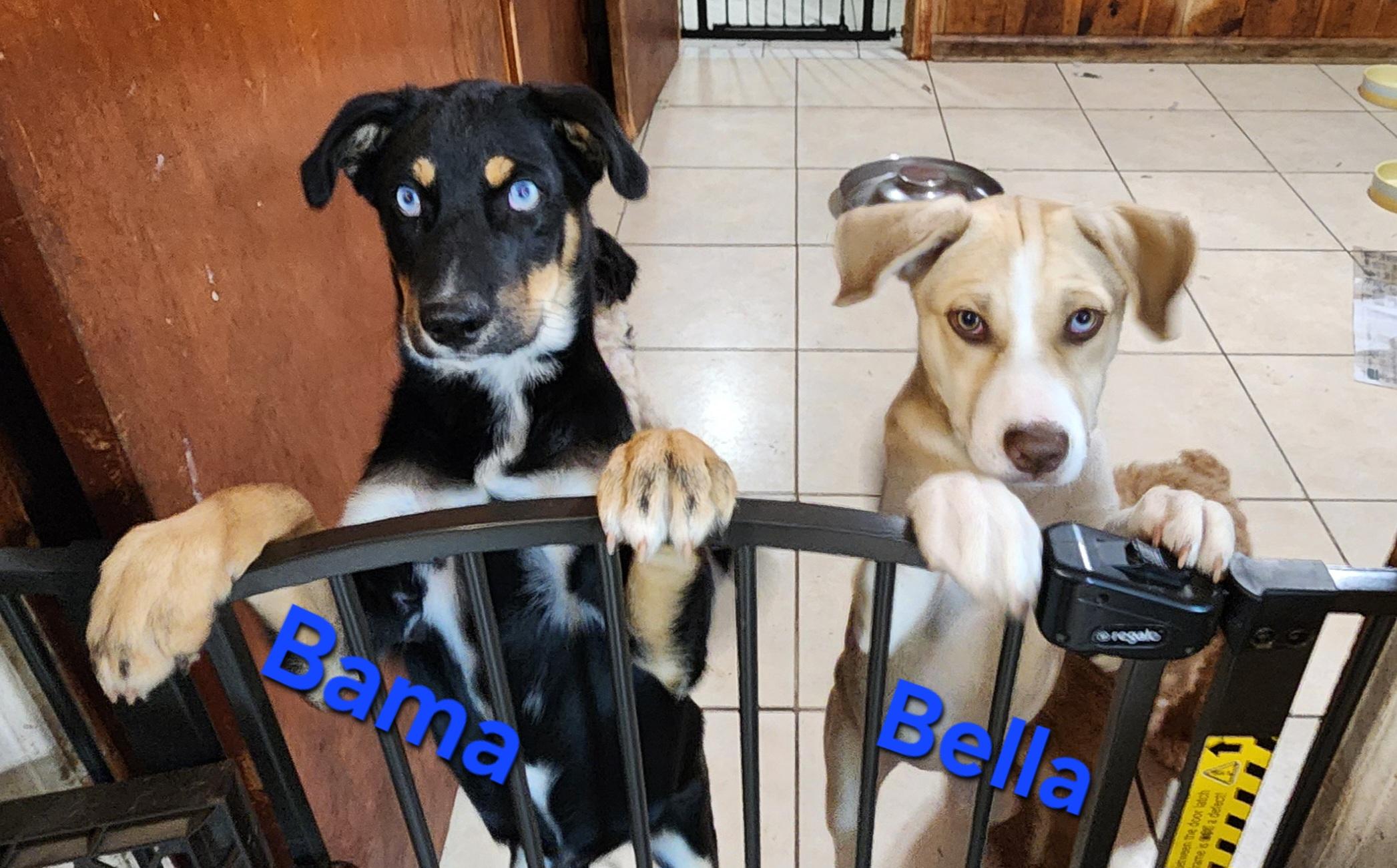 Bama, Adoptable, Young Male Husky & Labrador Retriever.