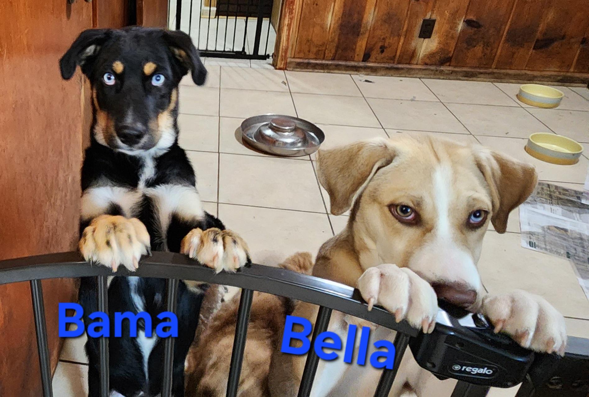 Enlarge Bama, a Adoptable mixed breed in North Augusta, SC image 2/3