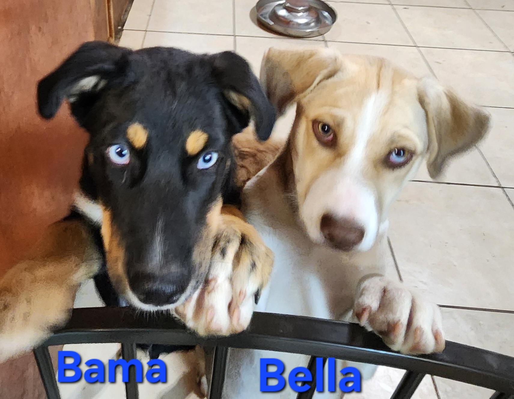 Enlarge Bama, a Adoptable mixed breed in North Augusta, SC image 3/3