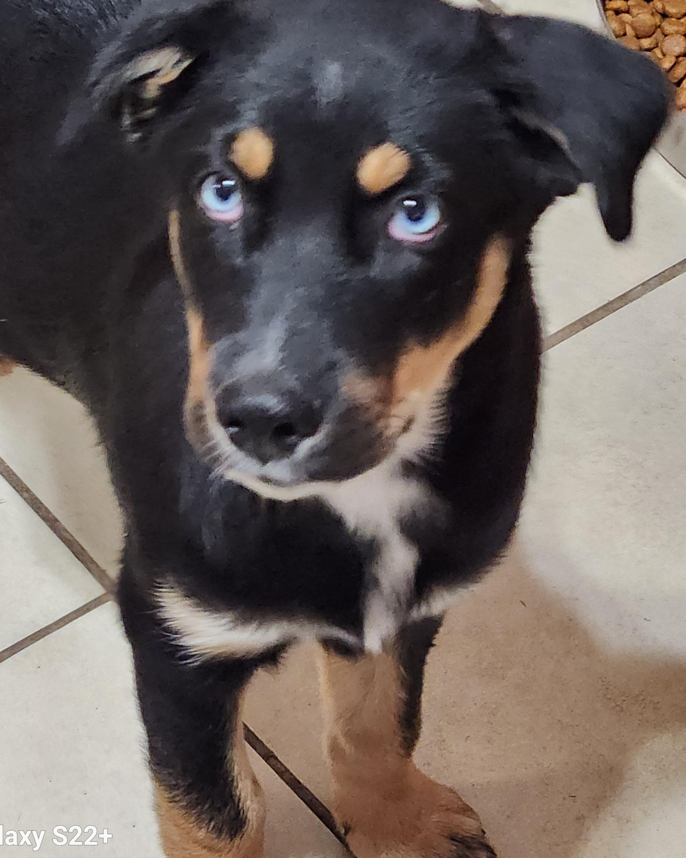 Enlarge Bama, a Adoptable mixed breed in North Augusta, SC image 1/1