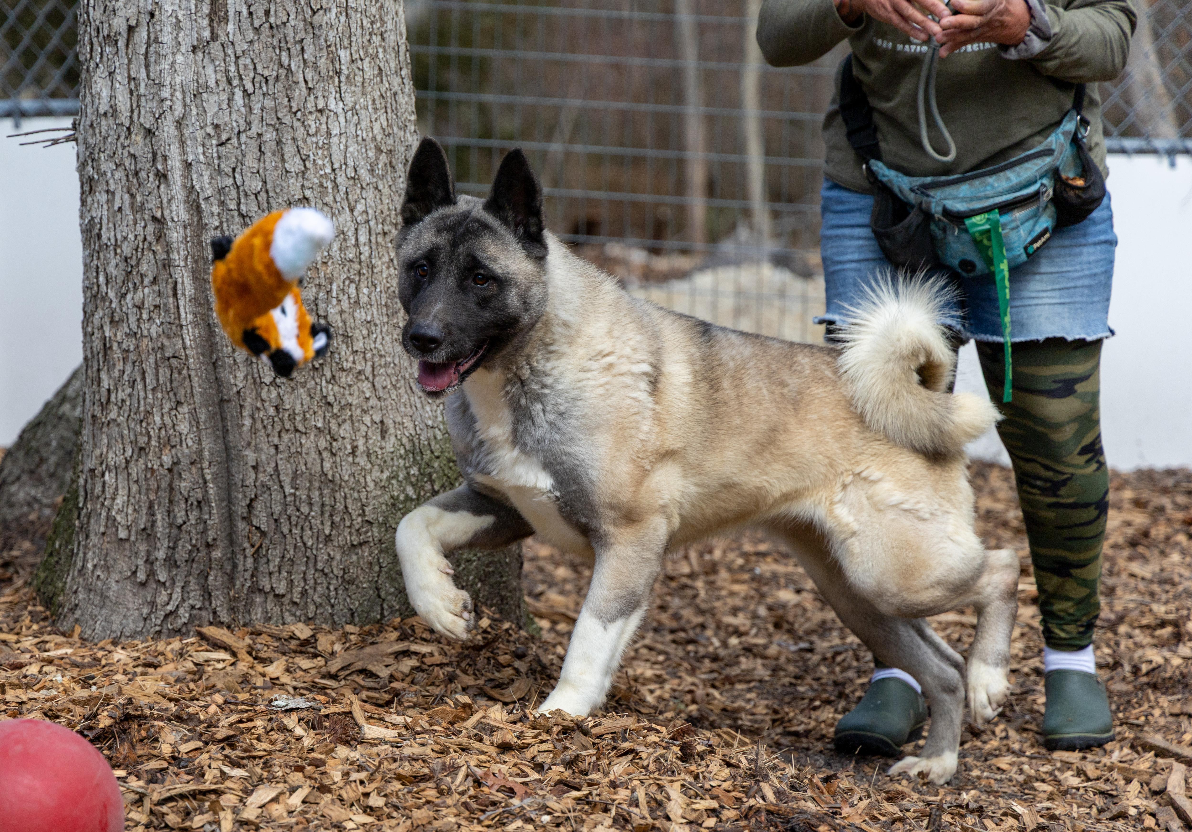Tiffany, a Adoptable Akita in Toms River, NJ image 2/6