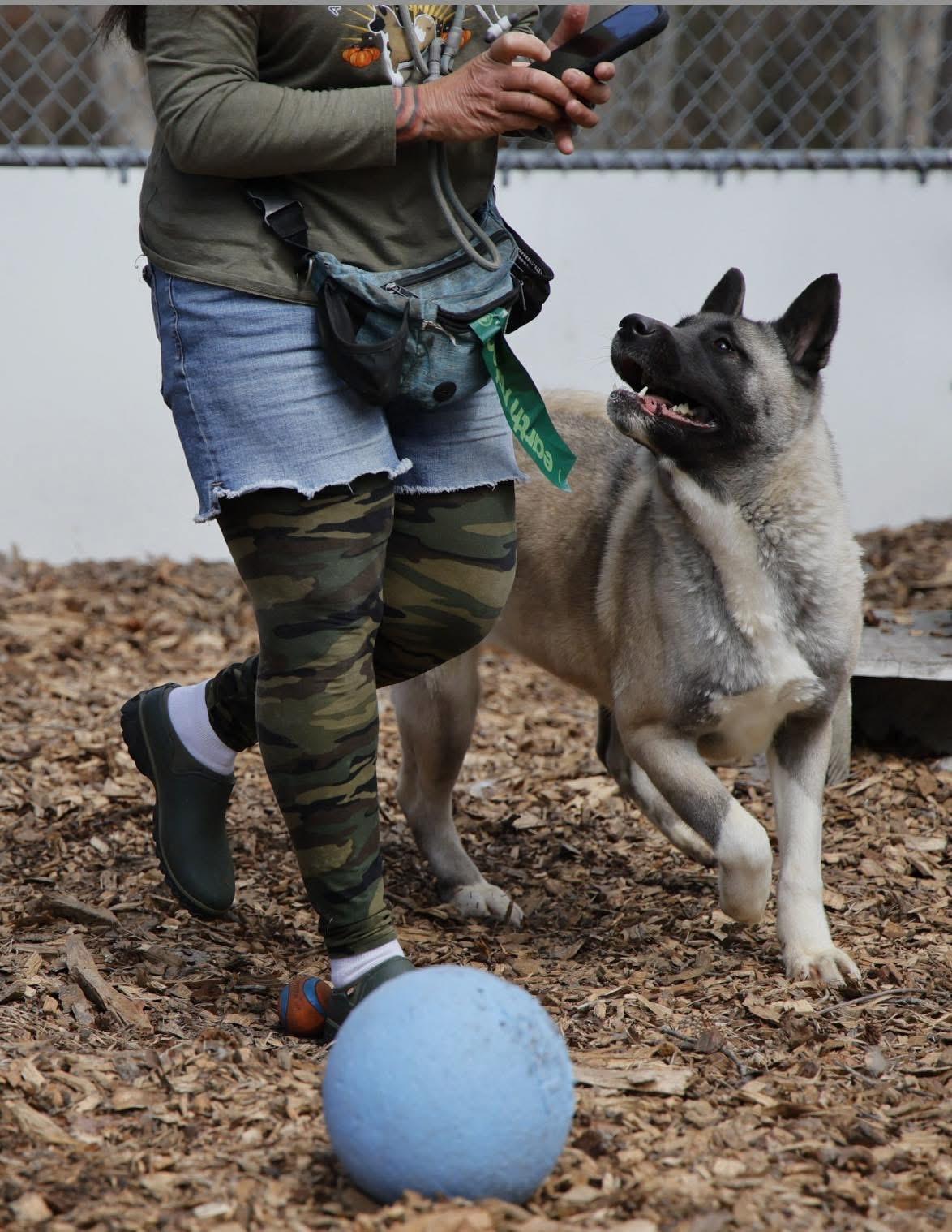 Tiffany, a Adoptable Akita in Toms River, NJ image 4/6