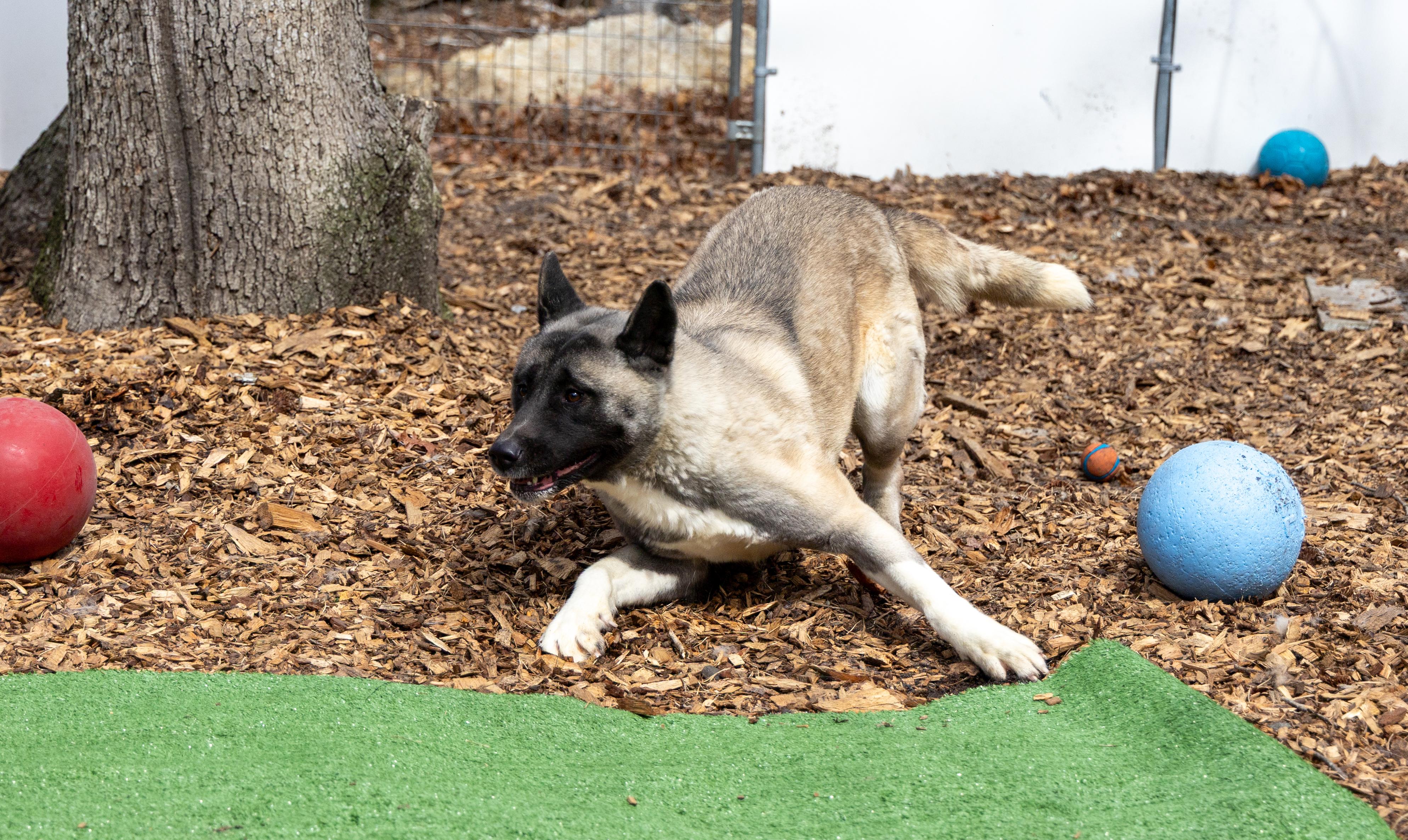 Tiffany, a Adoptable Akita in Toms River, NJ image 3/6