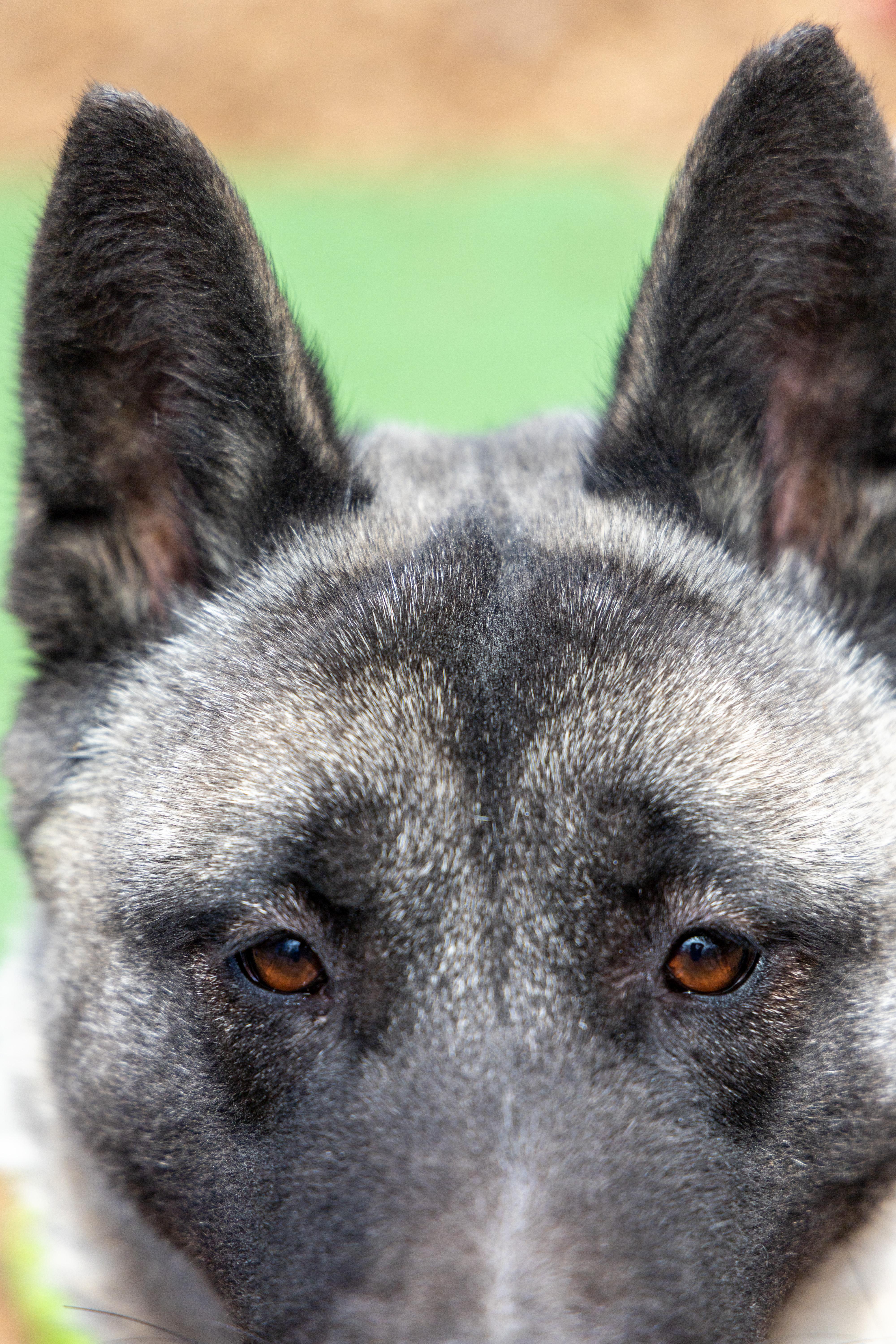 Tiffany, a Adoptable Akita in Toms River, NJ image 1/6