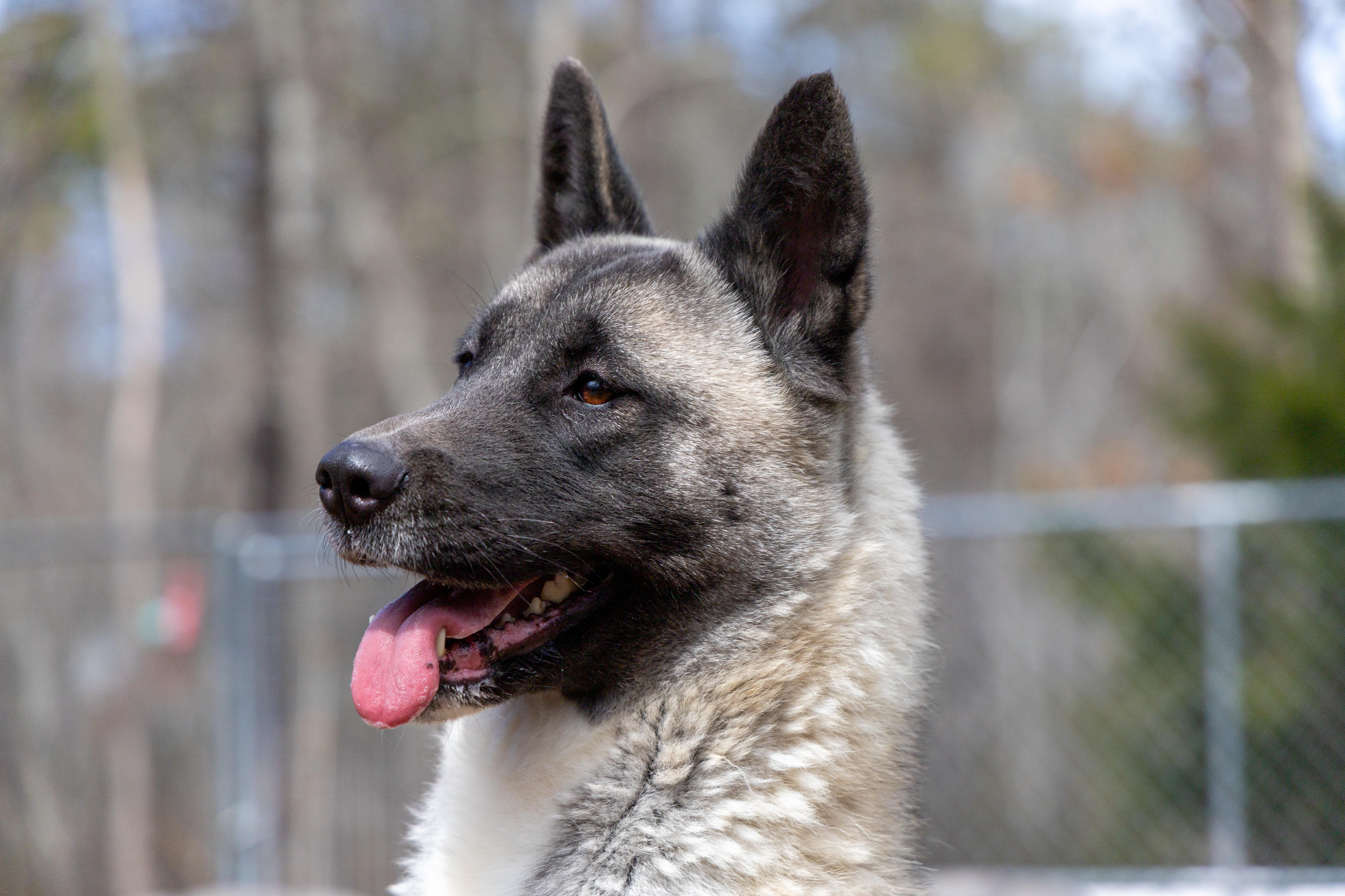 Tiffany, a Adoptable Akita in Toms River, NJ image 5/6