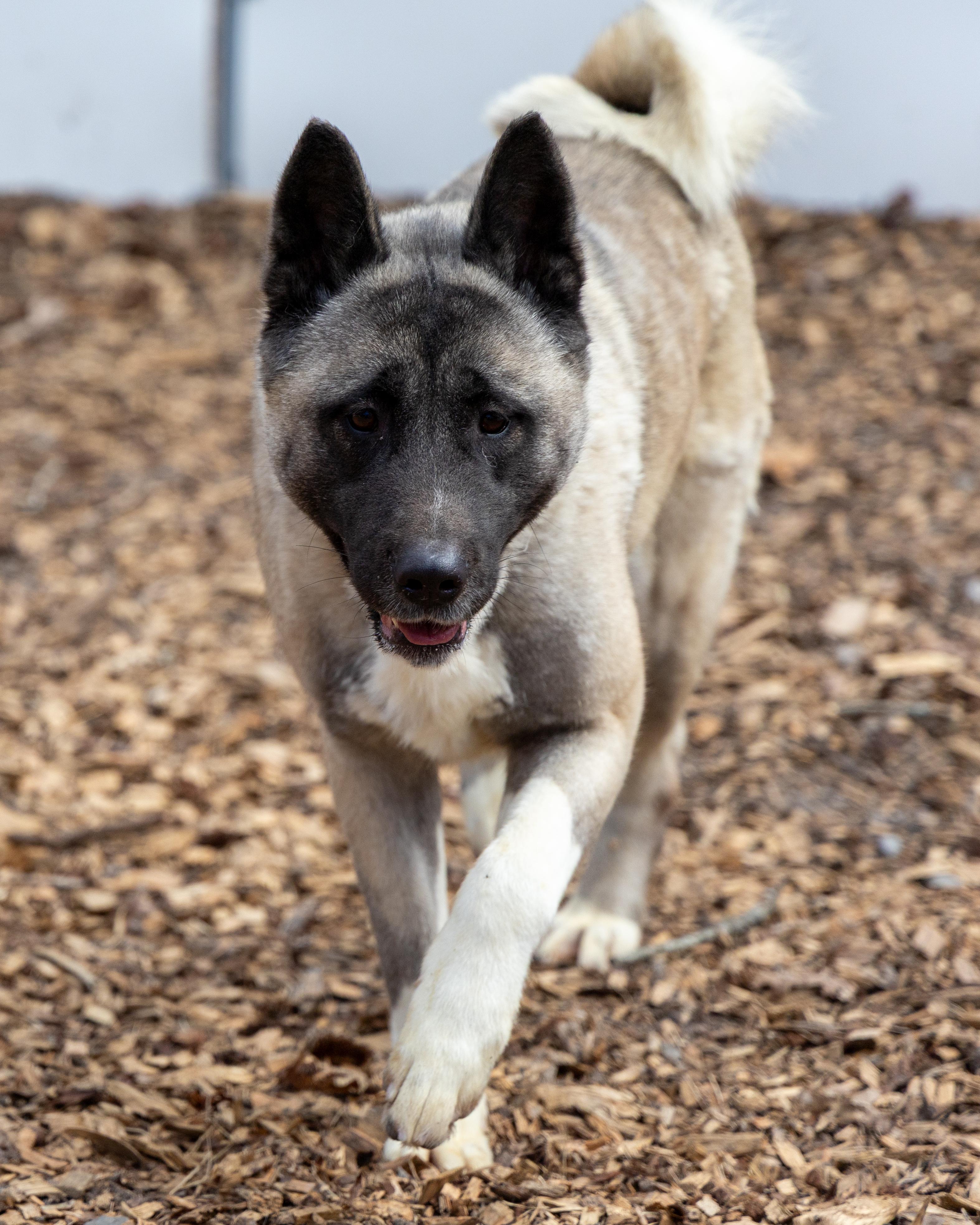 Tiffany, a Adoptable Akita in Toms River, NJ image 6/6