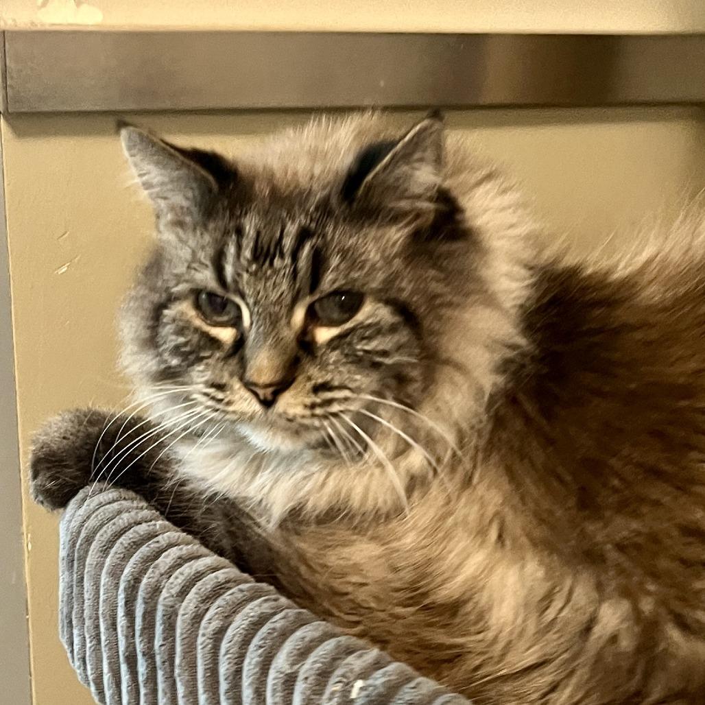 Dusty, Adoptable, Senior Male Domestic Long Hair.