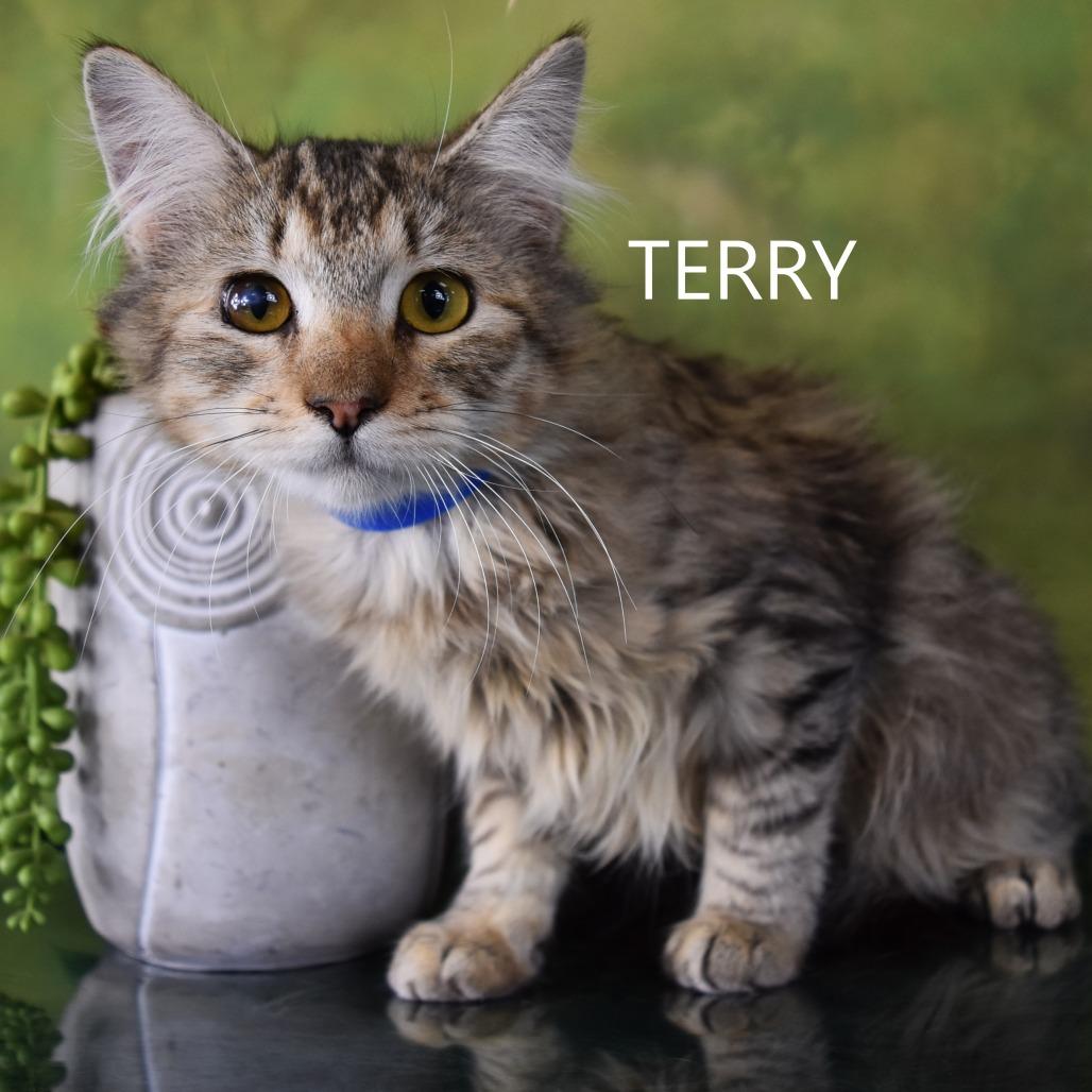 Terry, Adoptable, Young Male Domestic Medium Hair.