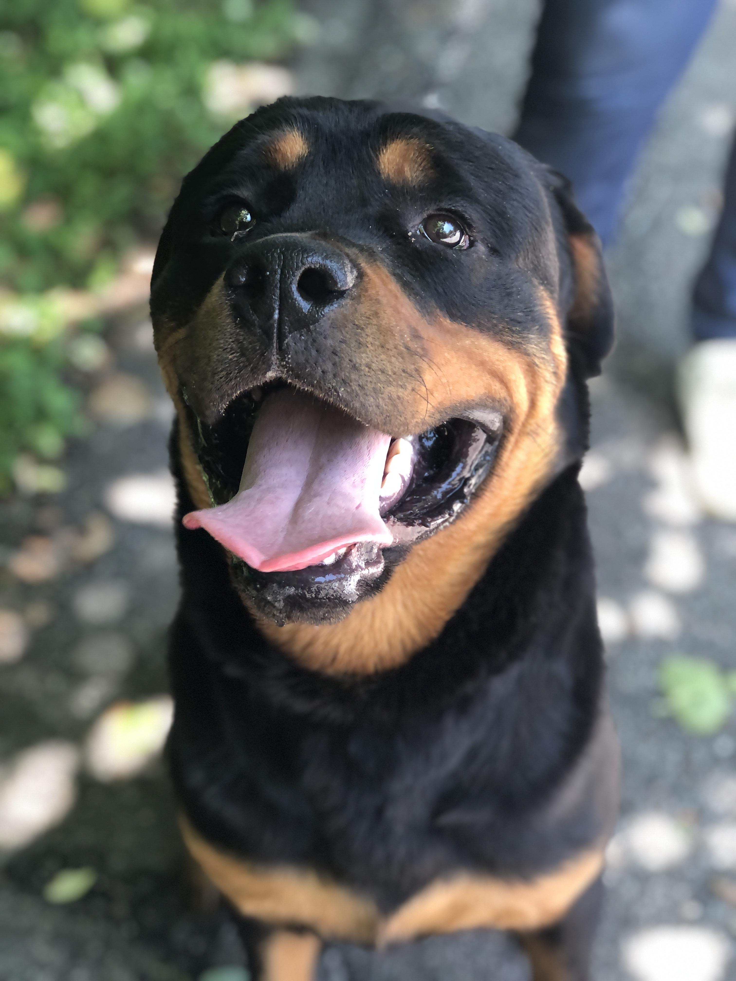 Dog for adoption - Rock, a Rottweiler in Petersburg, VA | Petfinder