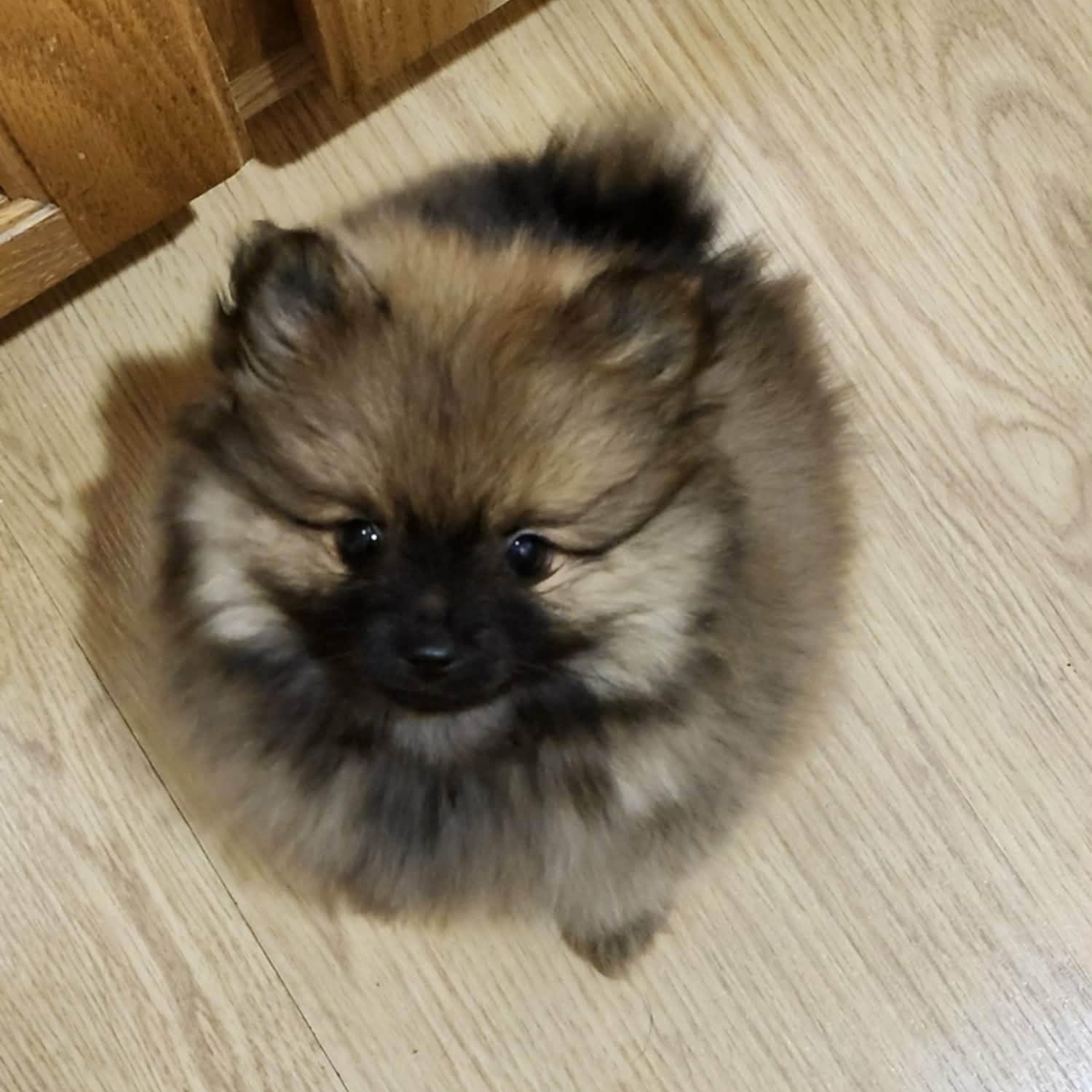 Enlarge Gardetto, an adopted Pomeranian in Hutchinson, MN image 1/1
