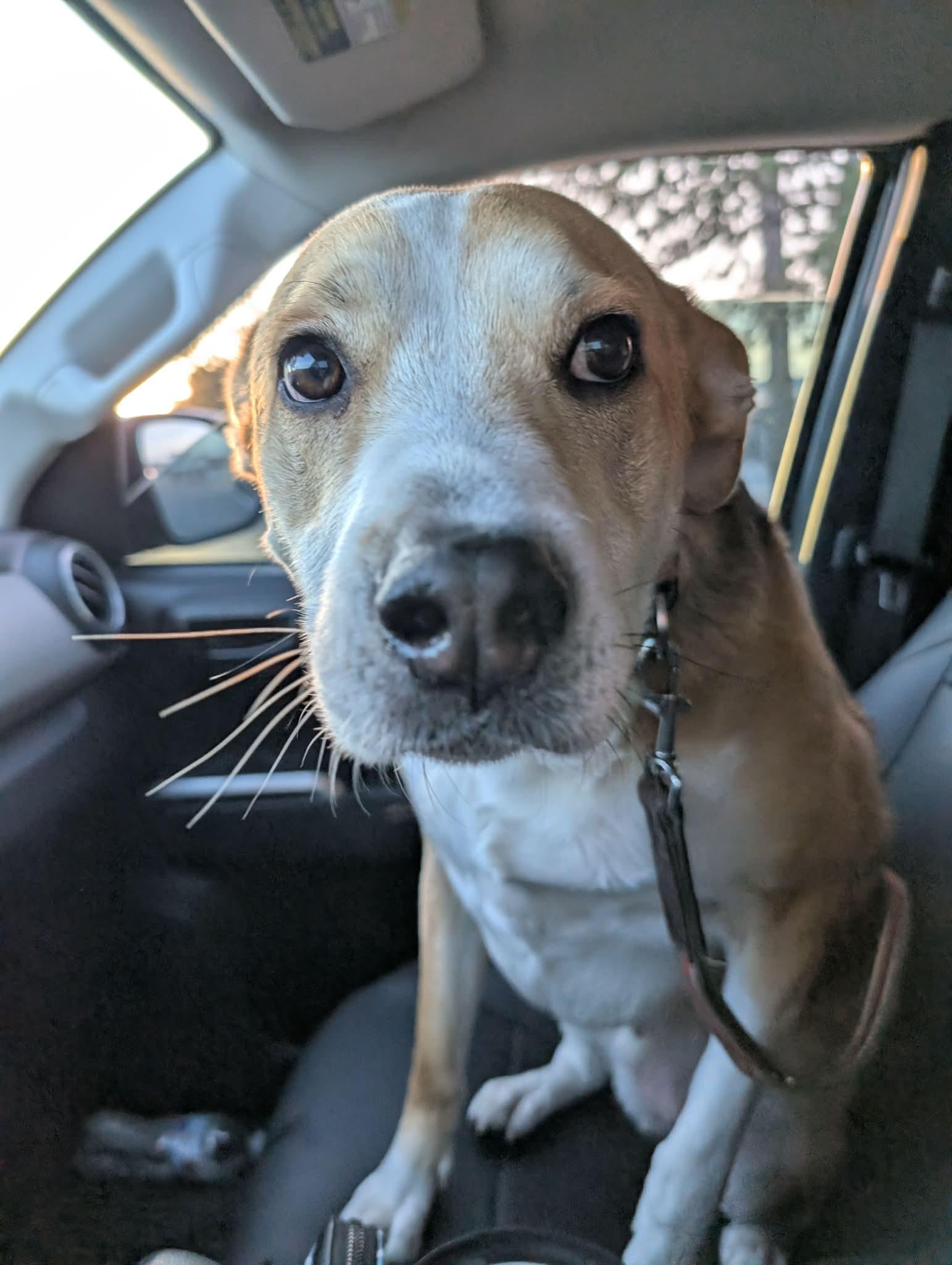 Enlarge Ozzy, a Adoptable mixed breed in Spokane, WA image 3/6