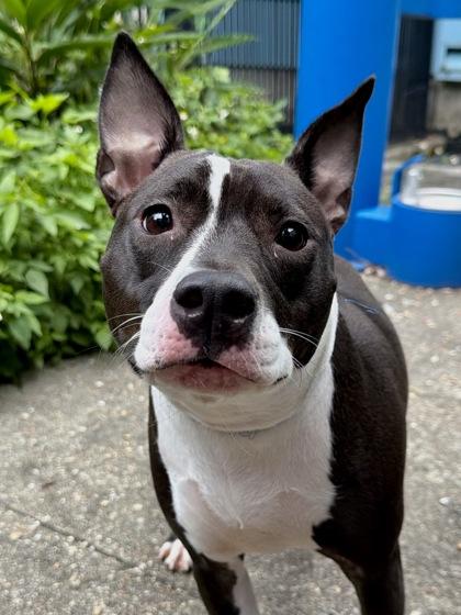 Iris (in Foster), Adoptable, Adult Female Cattle Dog & Mixed Breed.