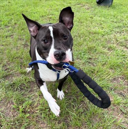 Iris (in Foster), a Adoptable mixed breed in New Orleans, LA image 2/3