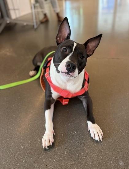Iris (in Foster), a Adoptable mixed breed in New Orleans, LA image 3/3