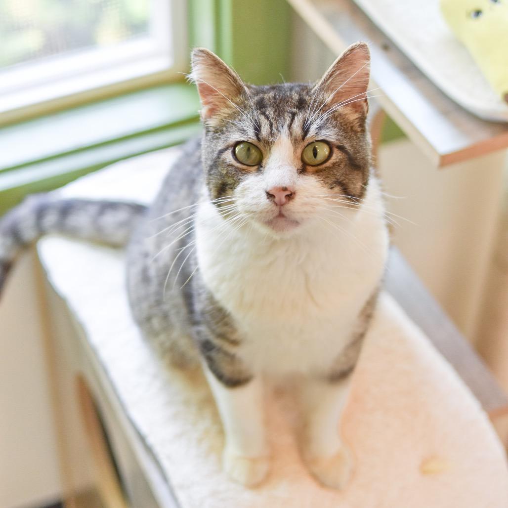 Barnacle, Adoptable, Adult Male Domestic Short Hair.