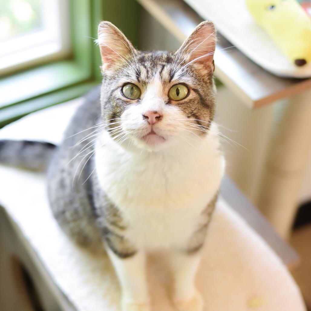 Enlarge Barnacle, a Adoptable Domestic Short Hair in Kailua Kona, HI image 2/6