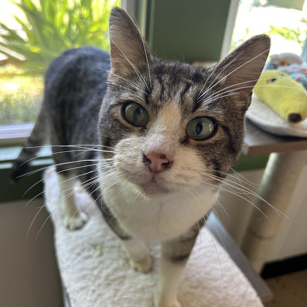 Enlarge Barnacle, a Adoptable Domestic Short Hair in Kailua Kona, HI image 4/6